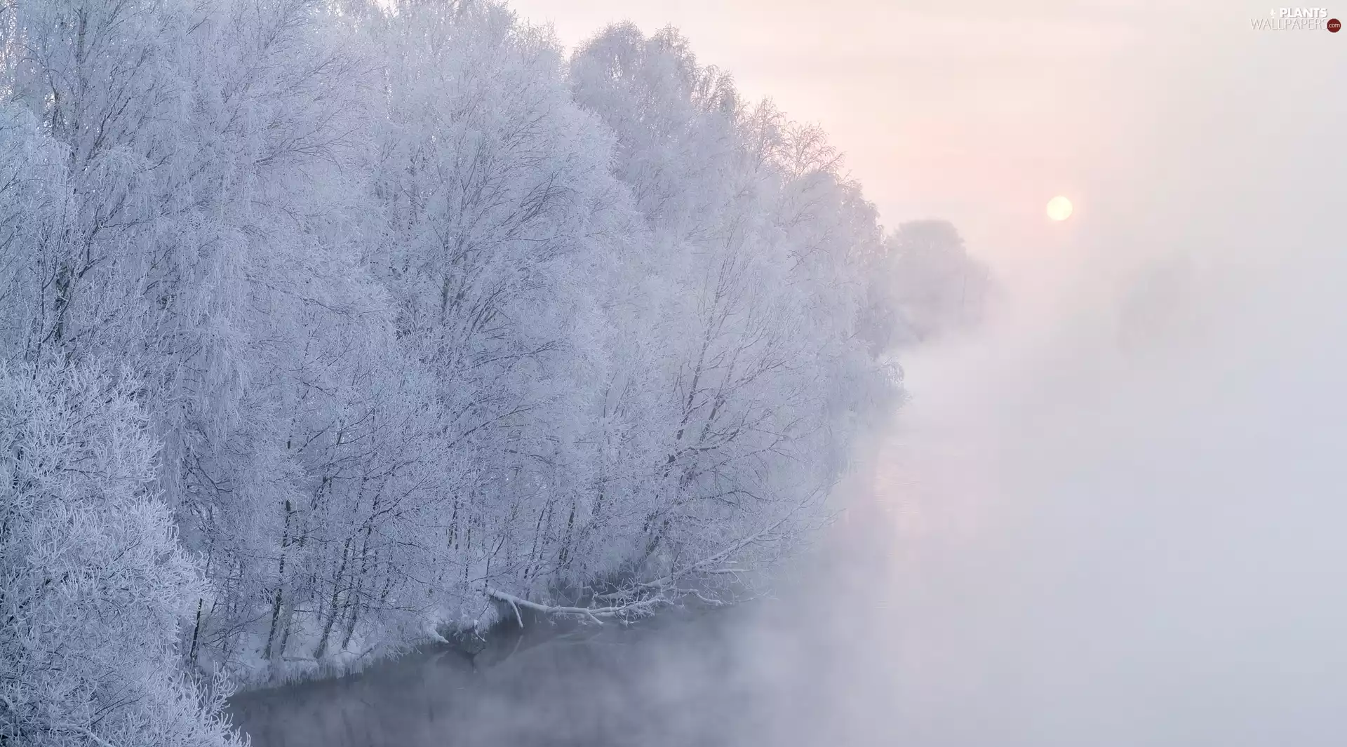 viewes, River, Sunrise, trees, winter, White frost, Fog