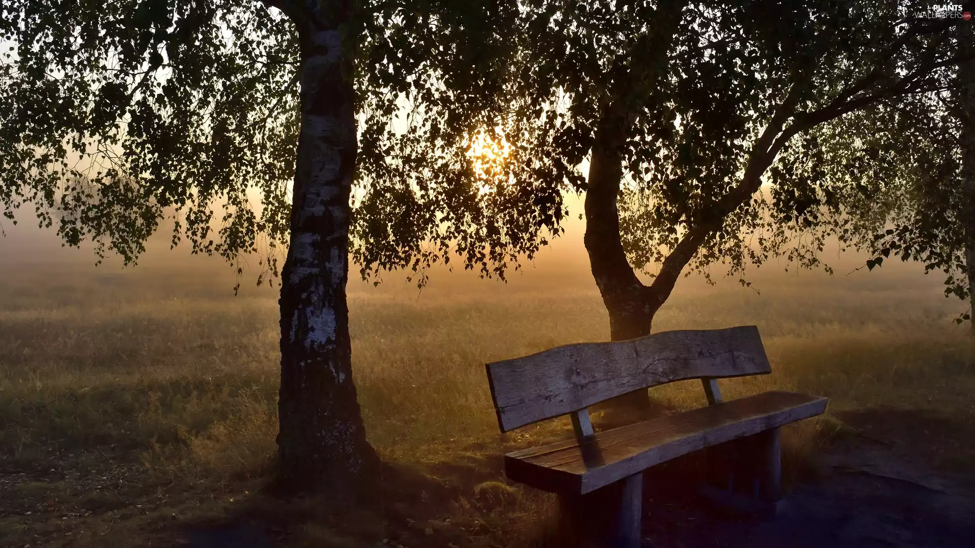 trees, viewes, Sunrise, Bench, morning, grass, Field, Fog