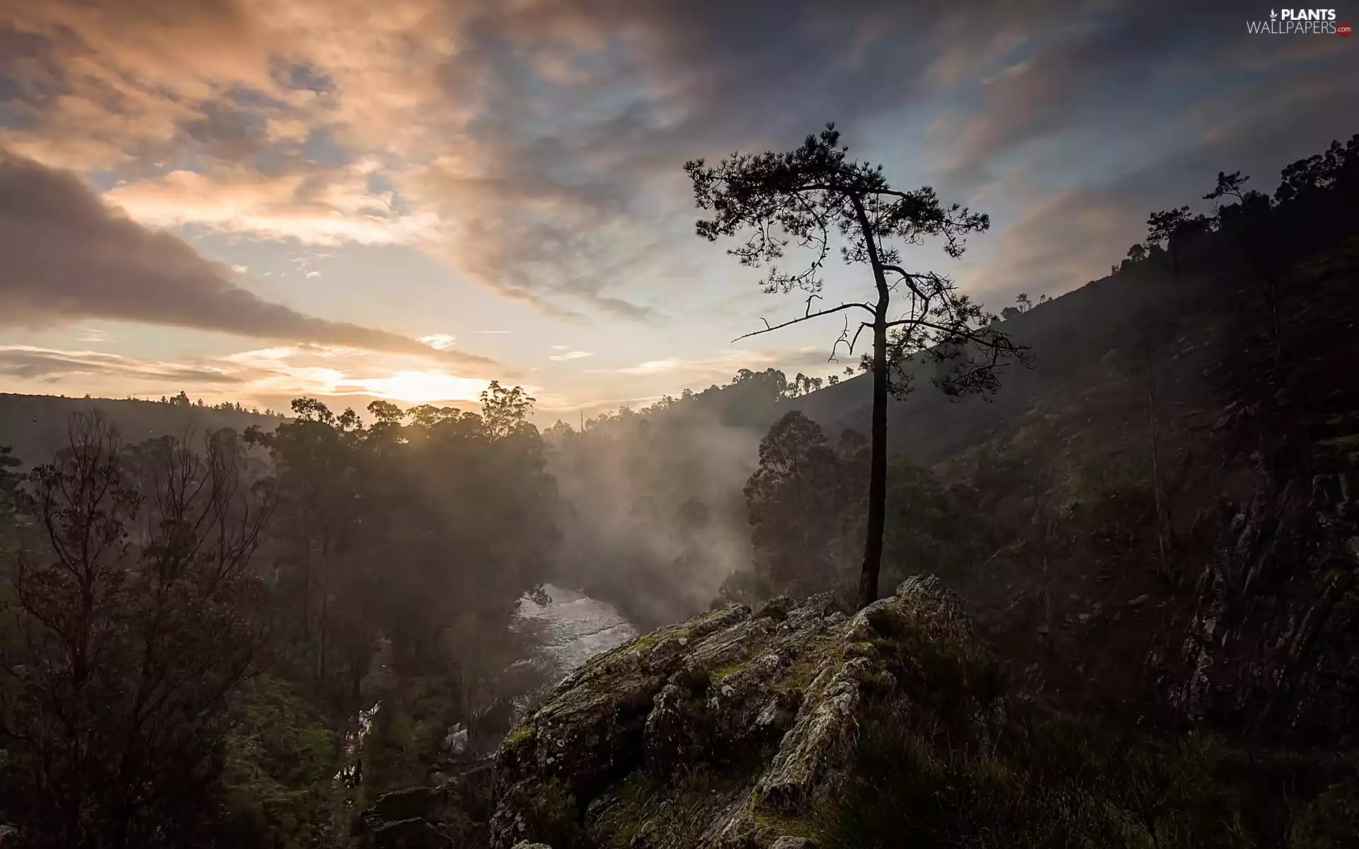 trees, Great Sunsets, Fog, twilight, viewes, rocks