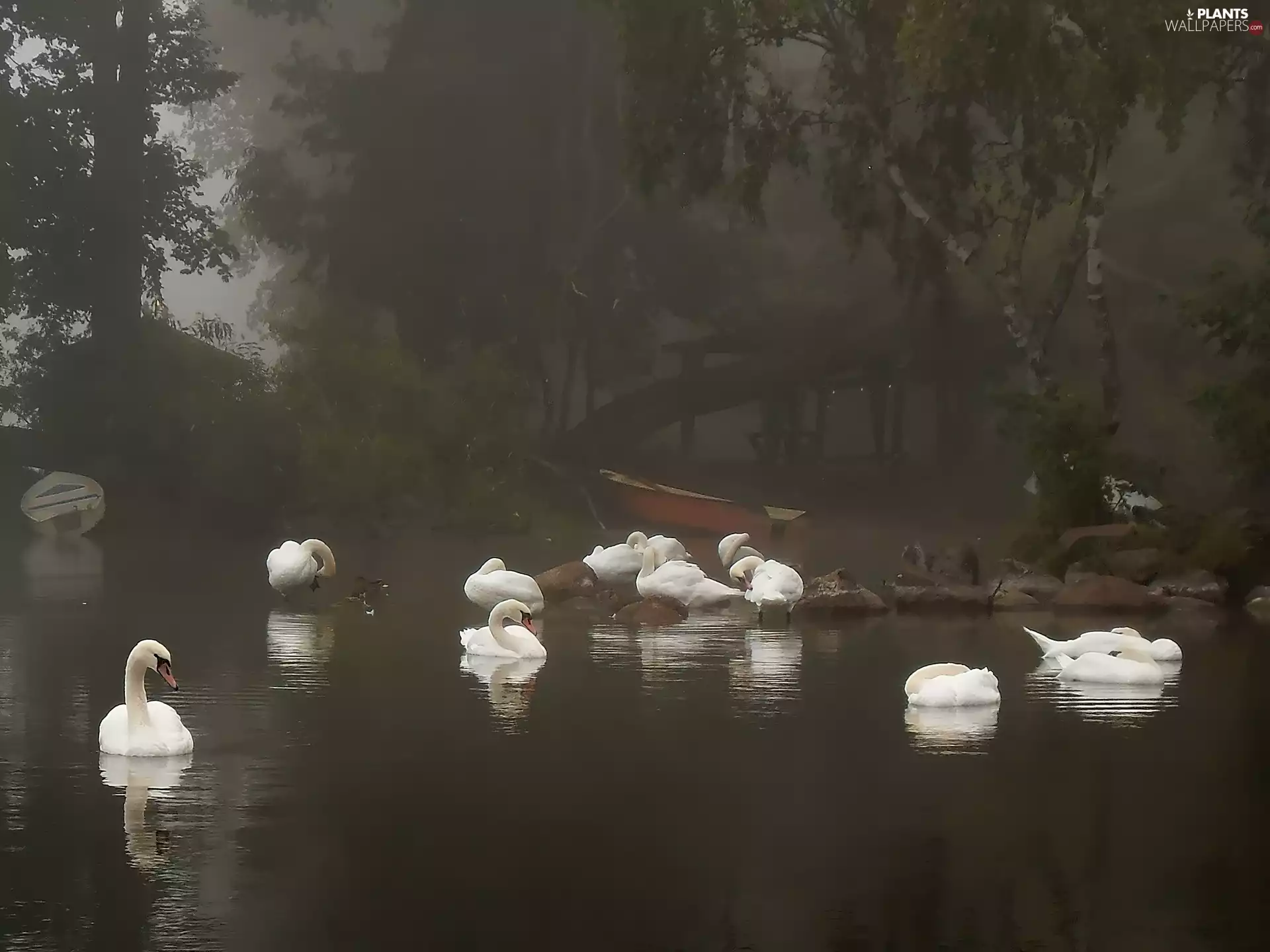 boats, River, viewes, Fog, trees, Swan