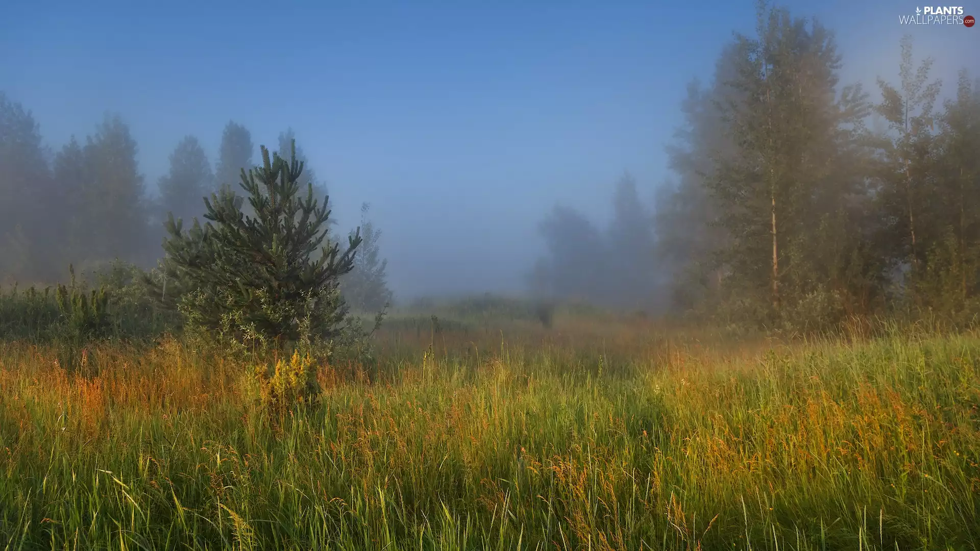 car in the meadow, grass, trees, viewes, Fog
