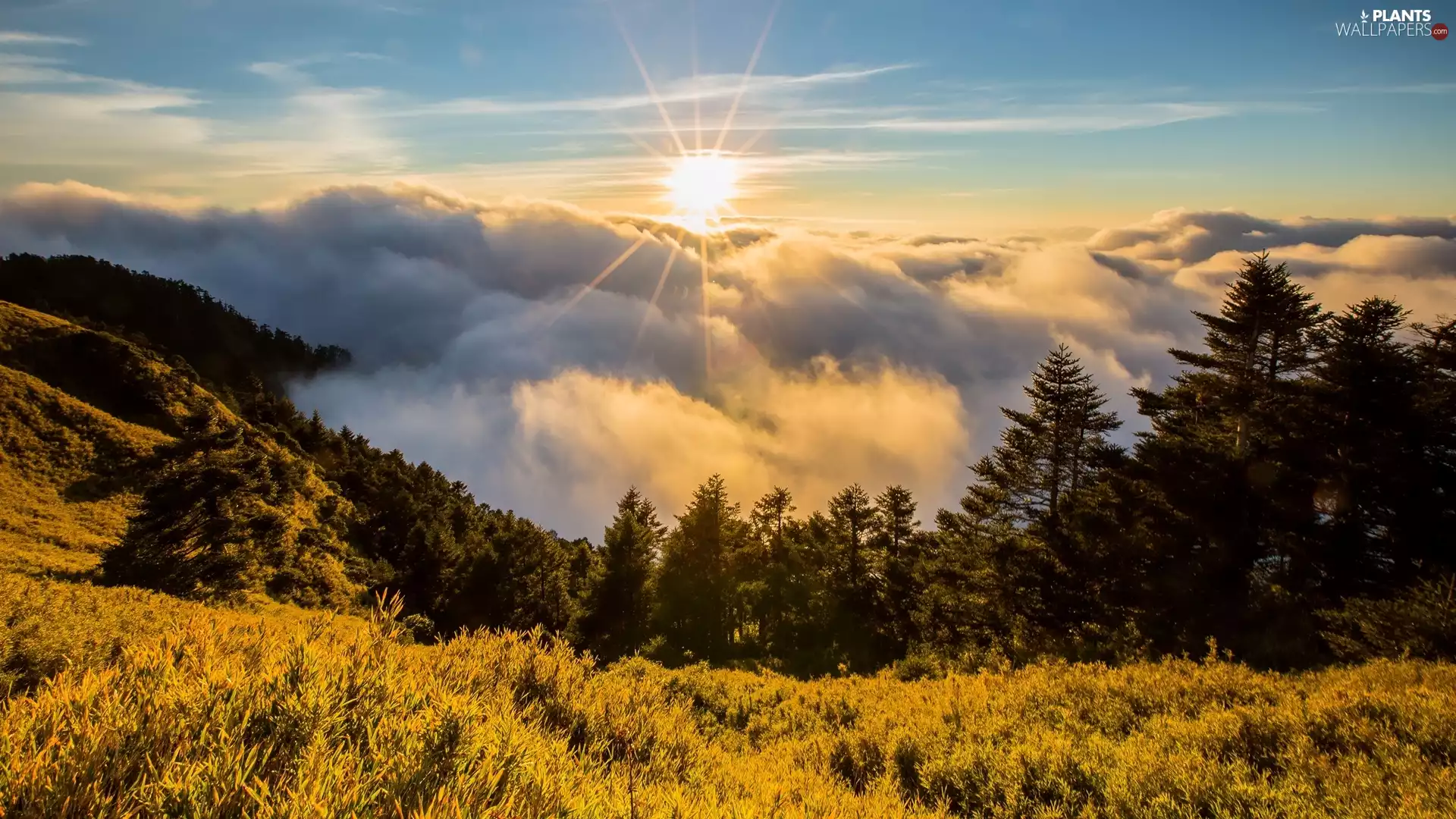 rays of the Sun, clouds, viewes, Fog, The Hills, trees, VEGETATION