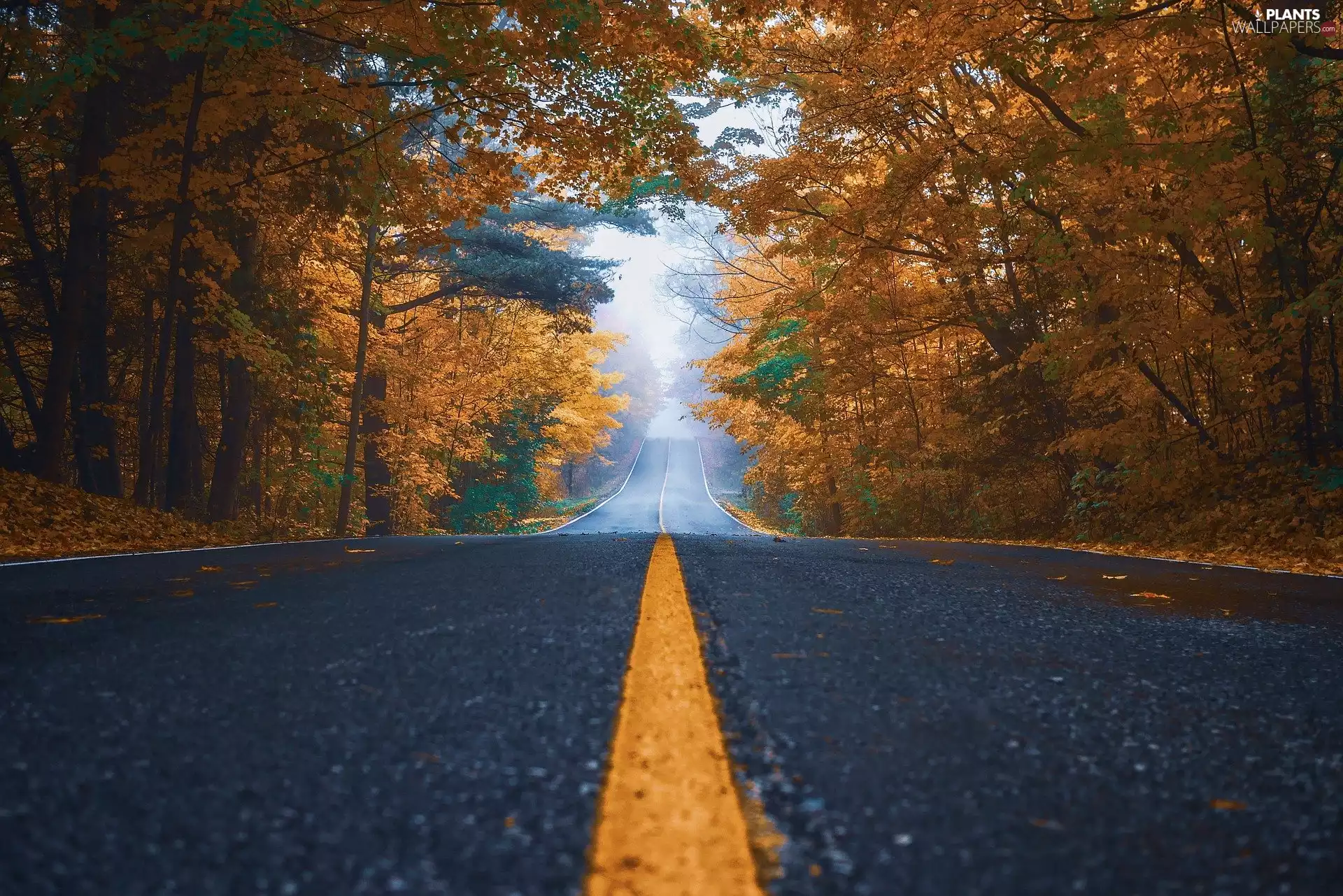 viewes, Way, autumn, Fog, forest, trees