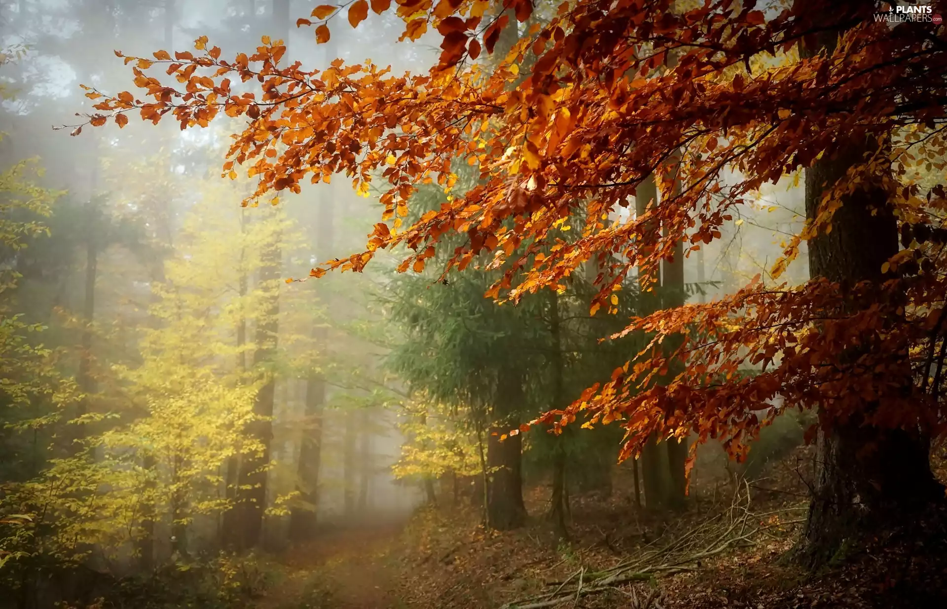 forest, Fog, trees, viewes, autumn