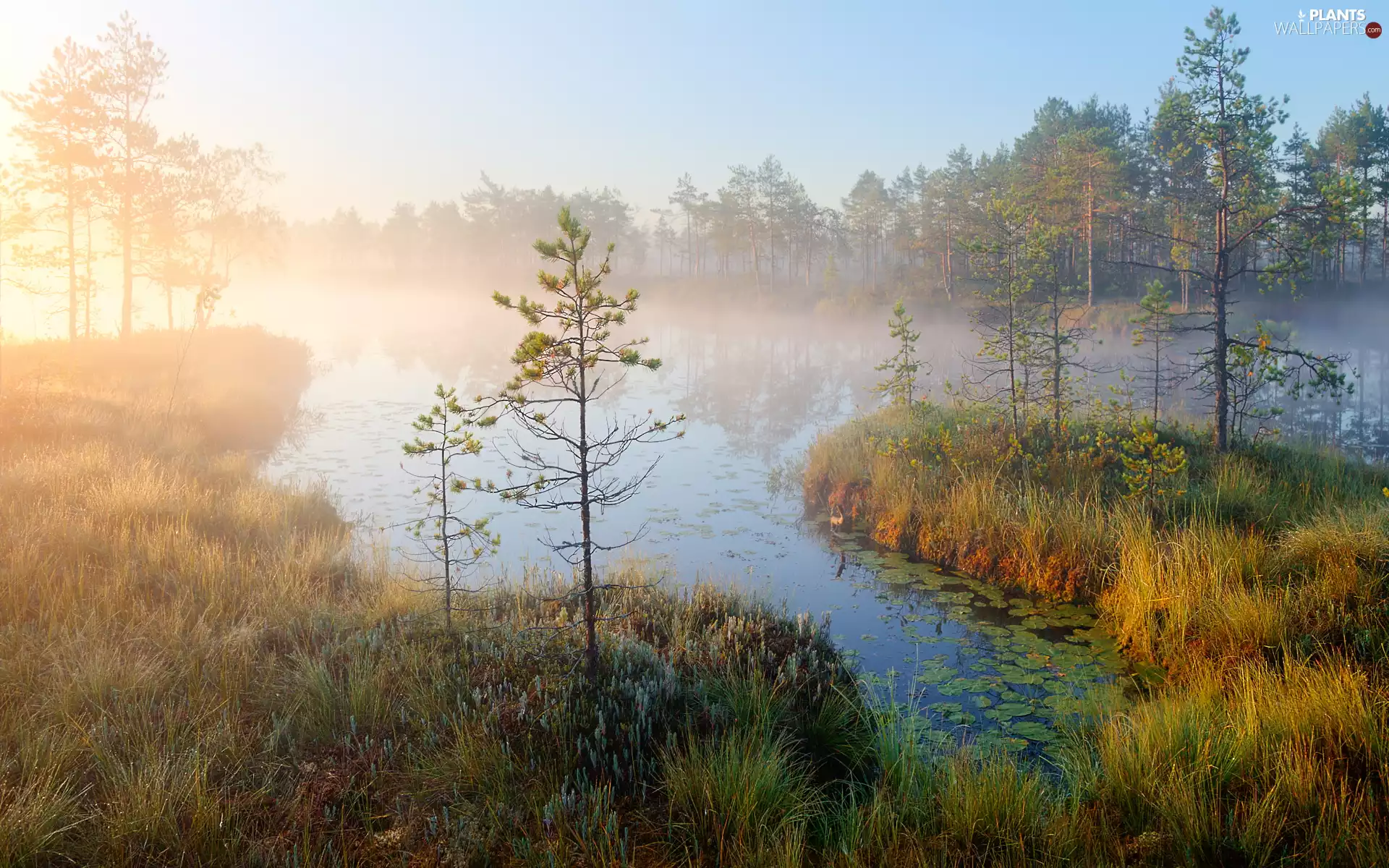 viewes, lake, autumn, Fog, grass, trees