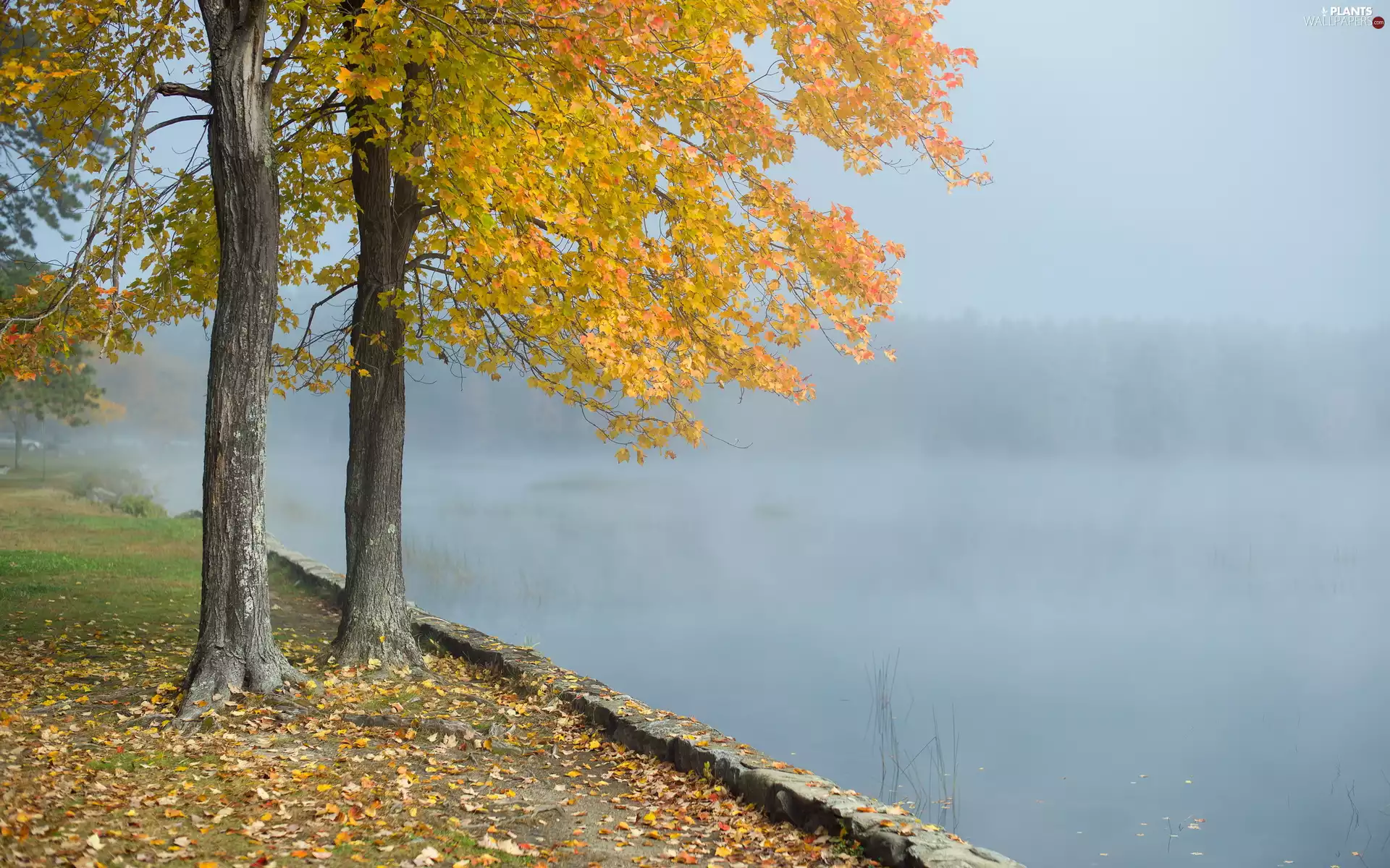 lake, Fog, trees, viewes, autumn
