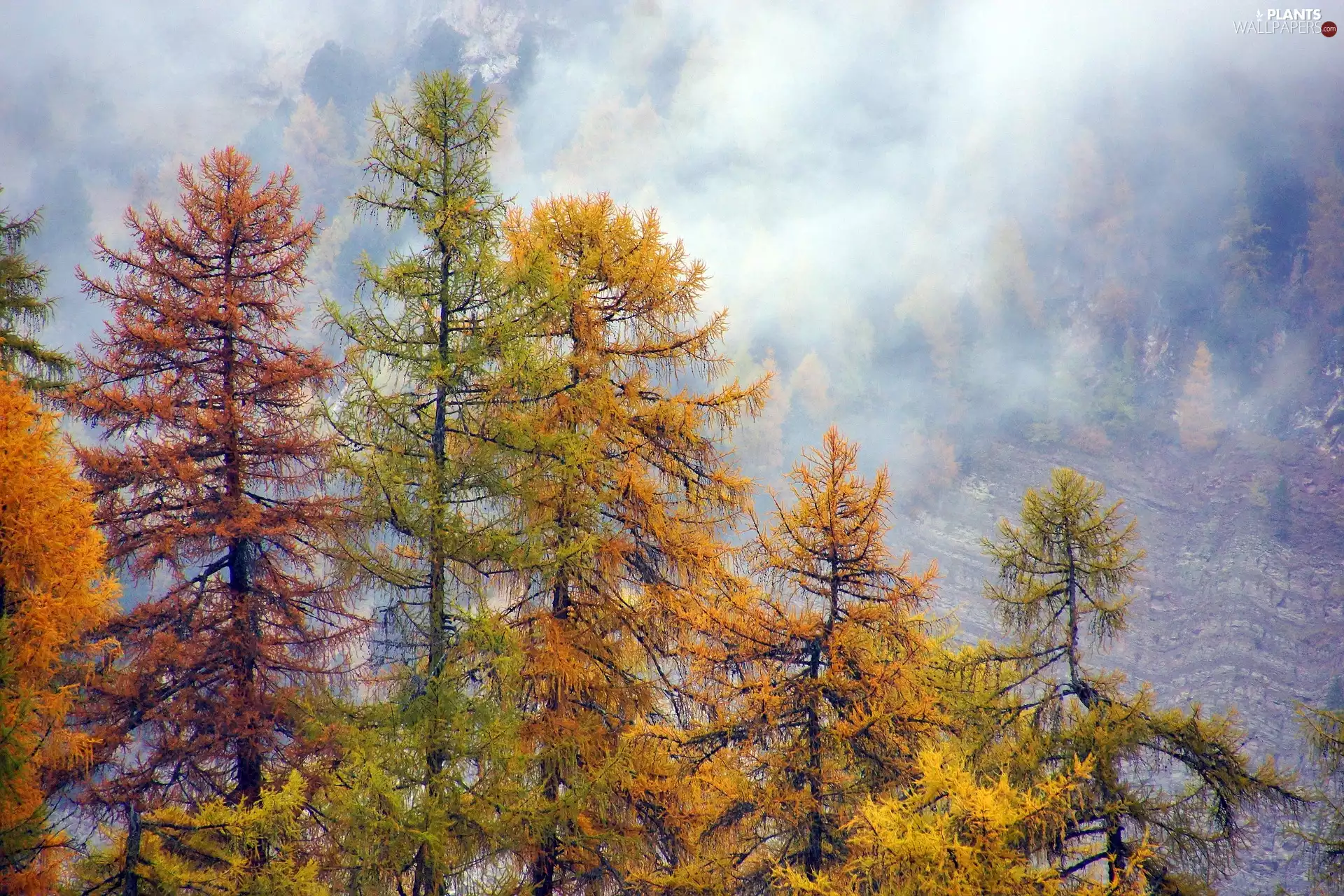 viewes, forest, autumn, Fog, Larches, trees