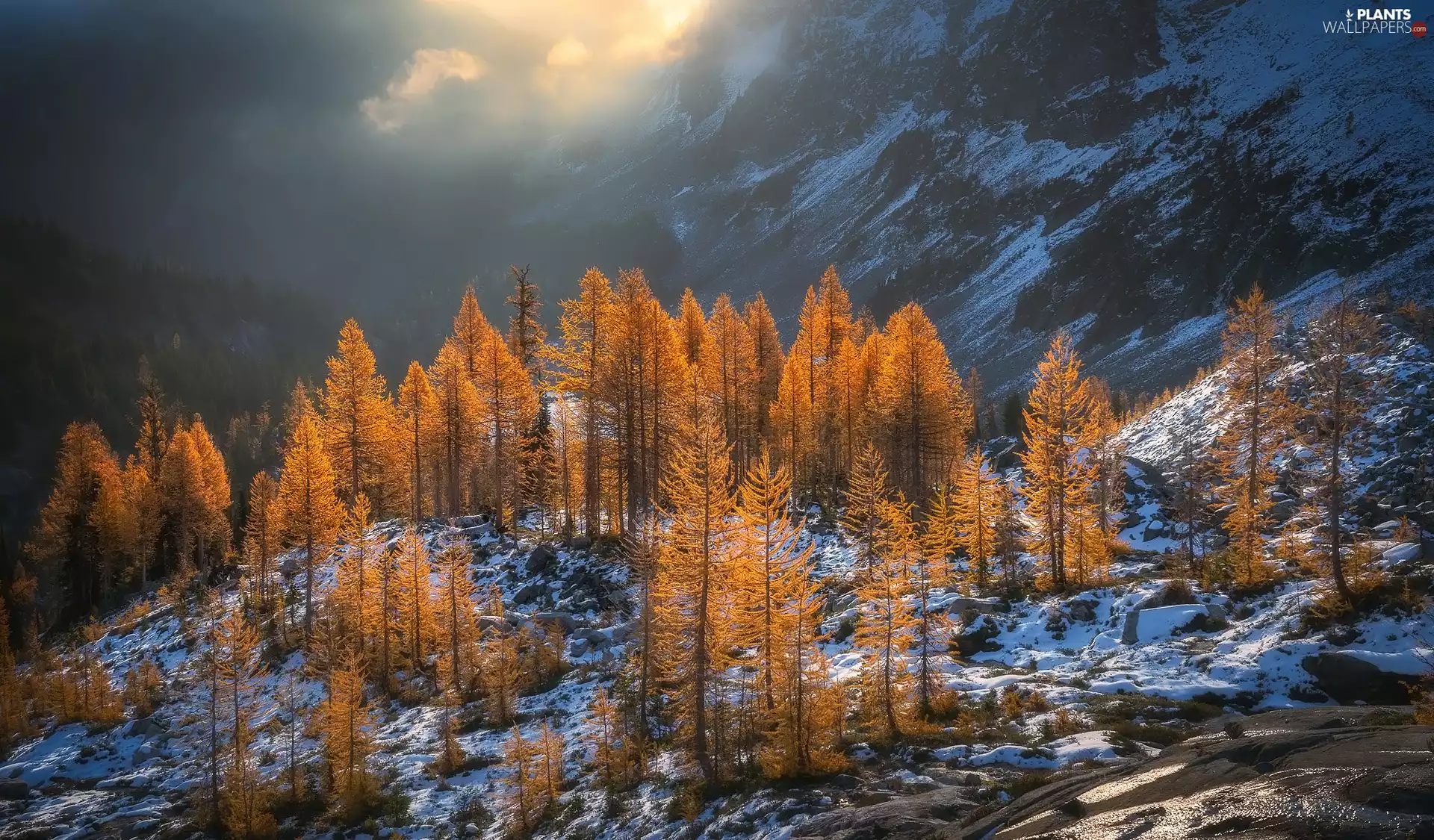 Mountains, Fog, trees, viewes, autumn