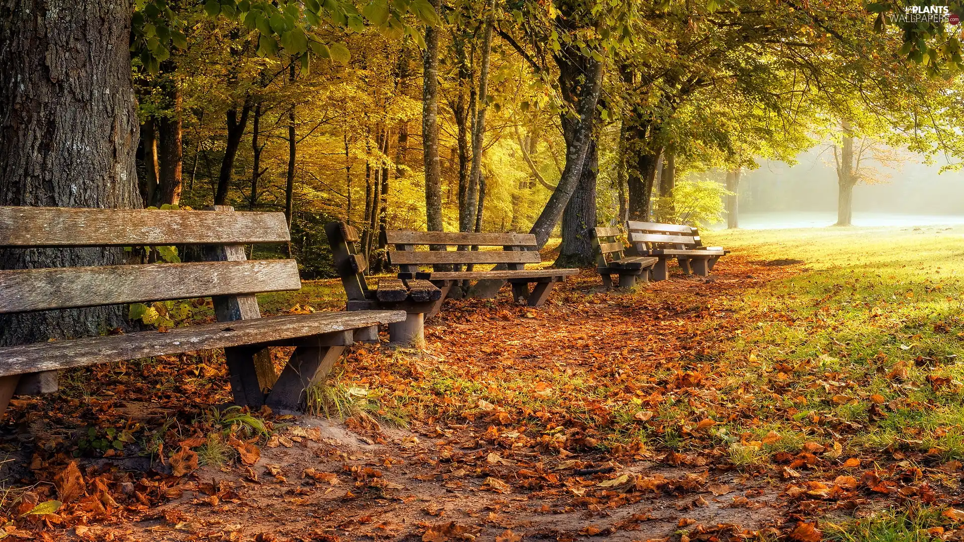 viewes, bench, autumn, Fog, Park, trees