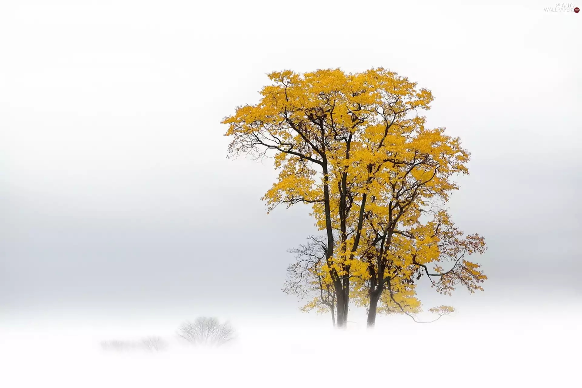 Fog, autumn, trees