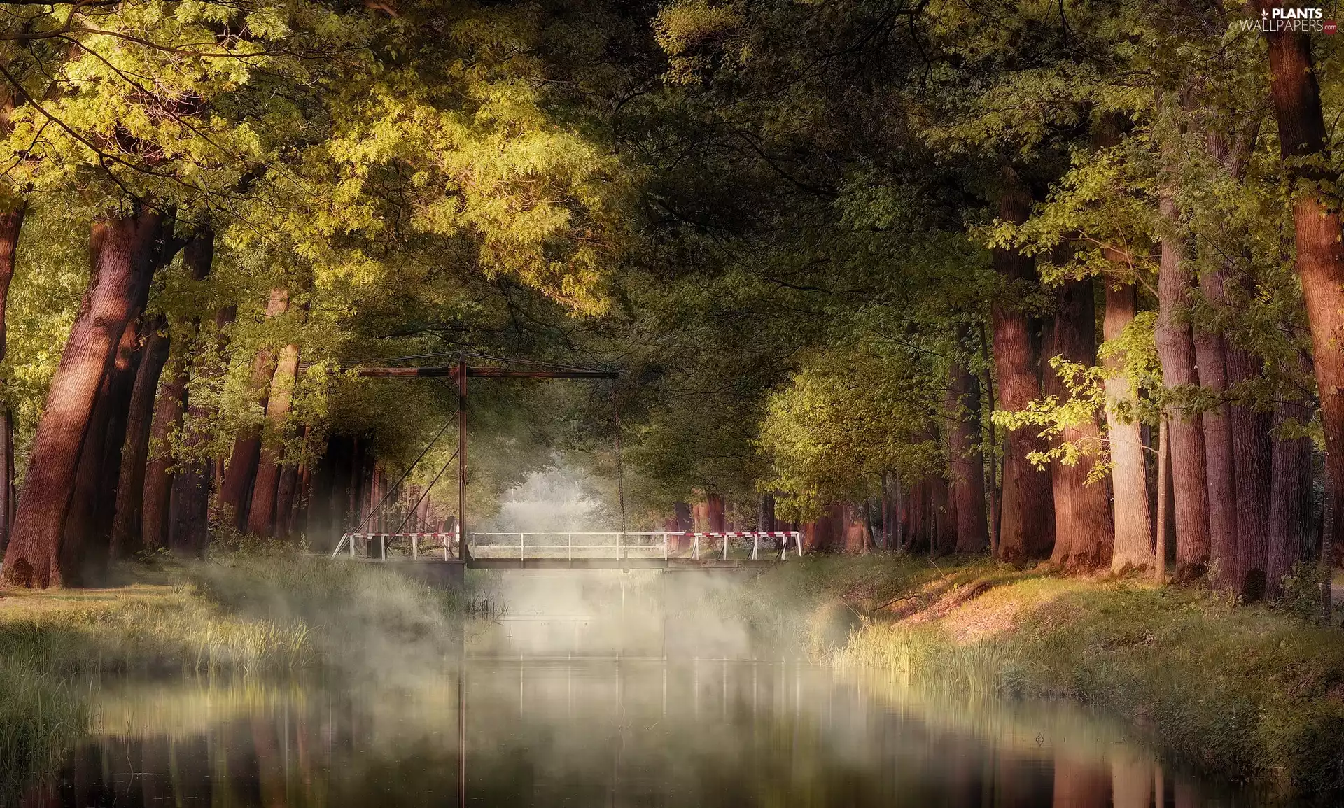 viewes, Park, bridge, Fog, River, trees