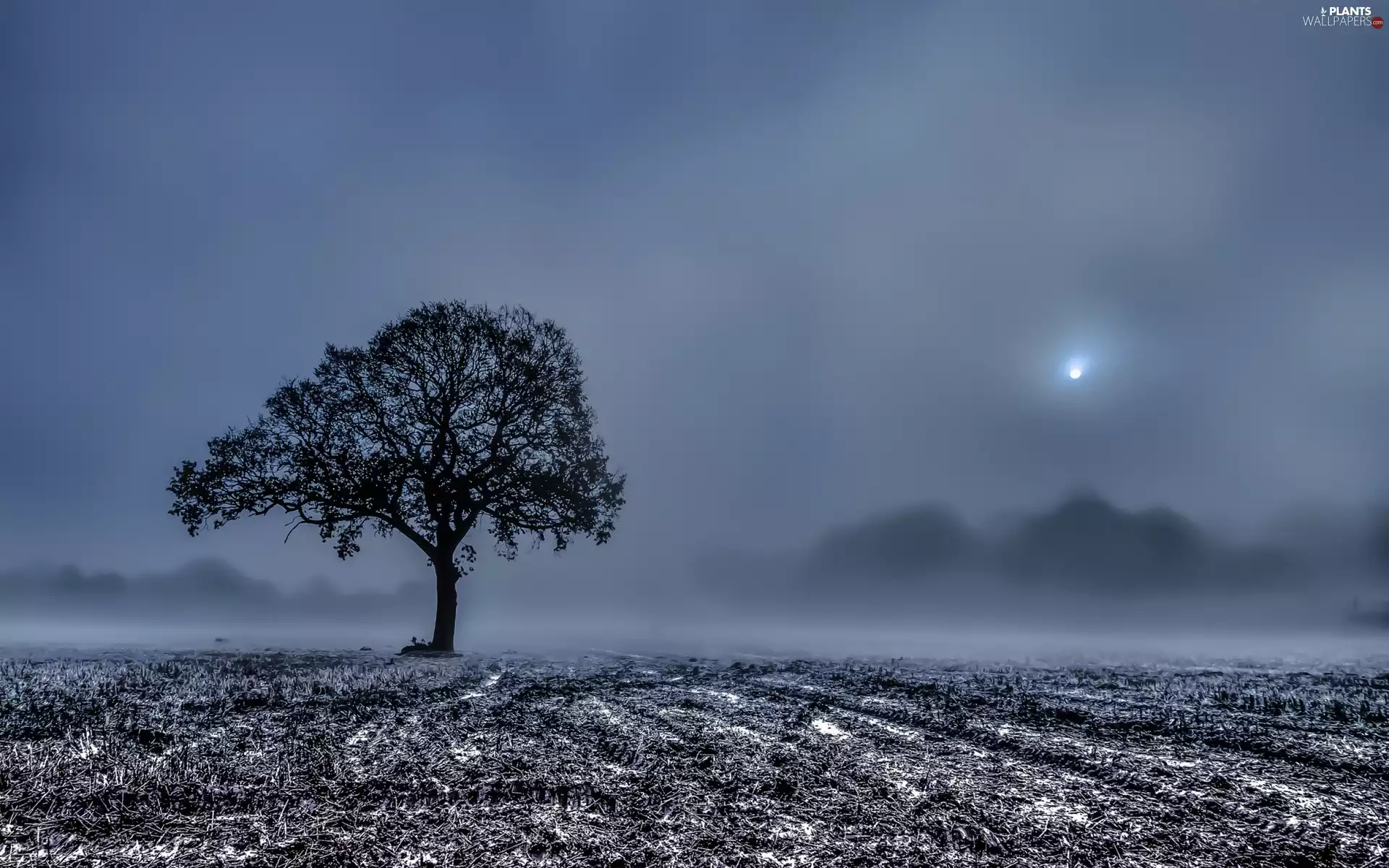 Fog, Field, trees