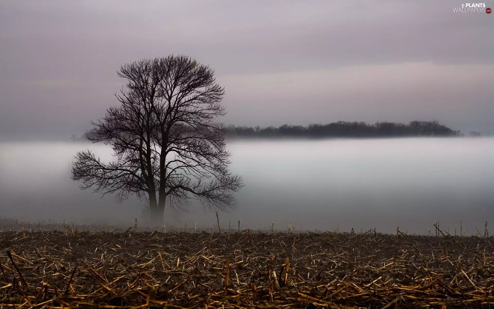 Fog, Field, trees