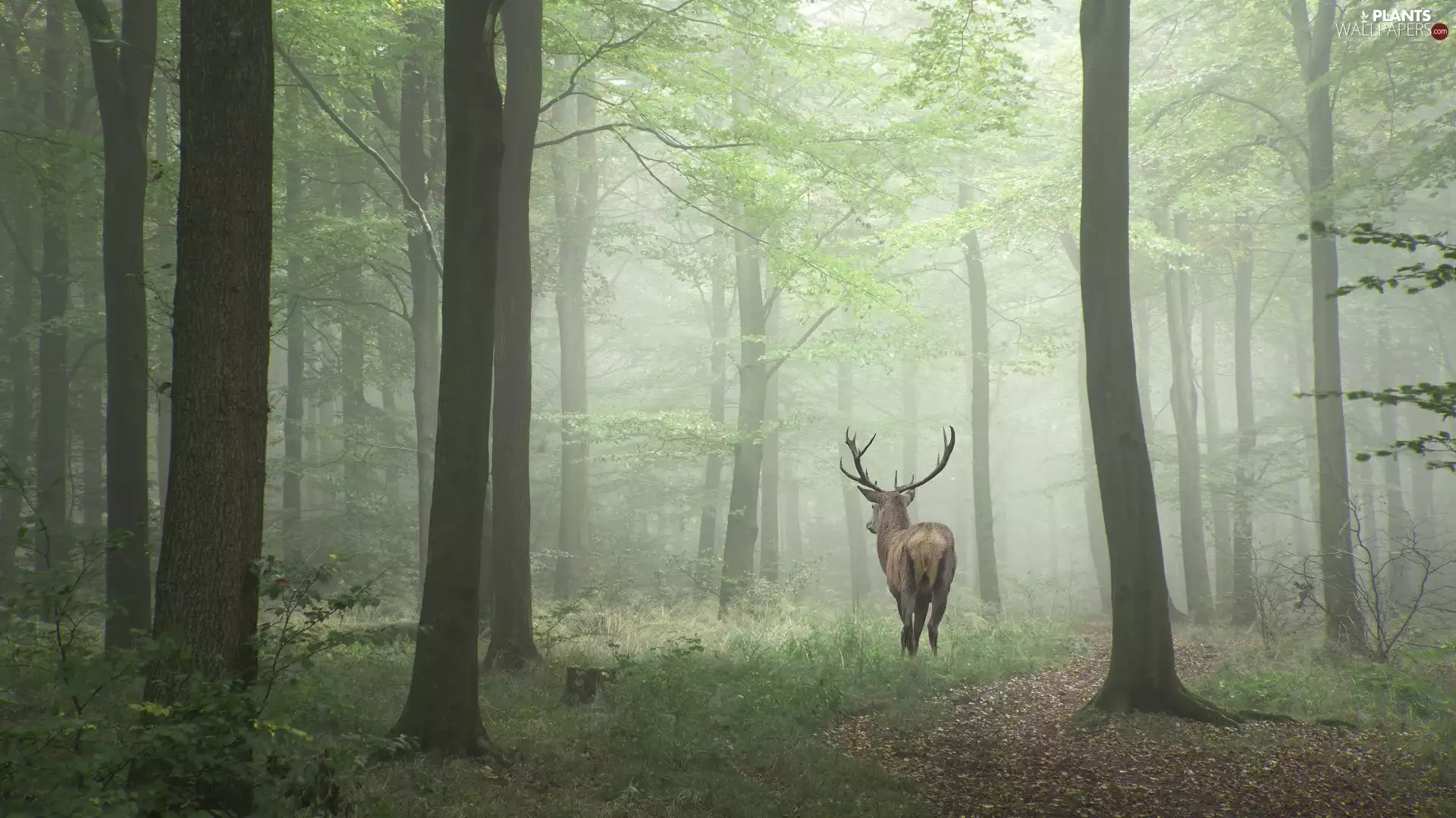 deer, Fog, trees, viewes, forest