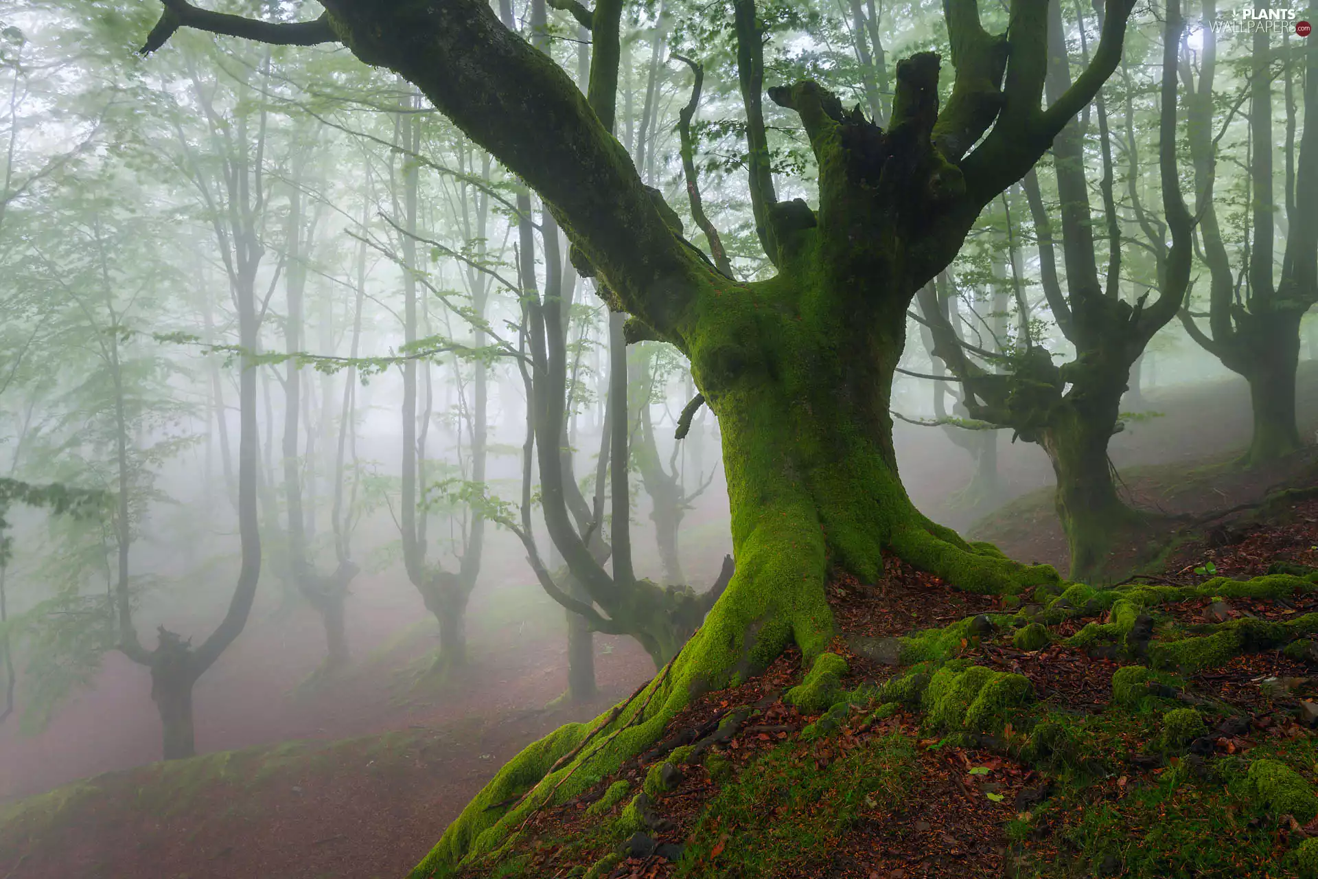 Moss, Fog, trees, viewes, forest