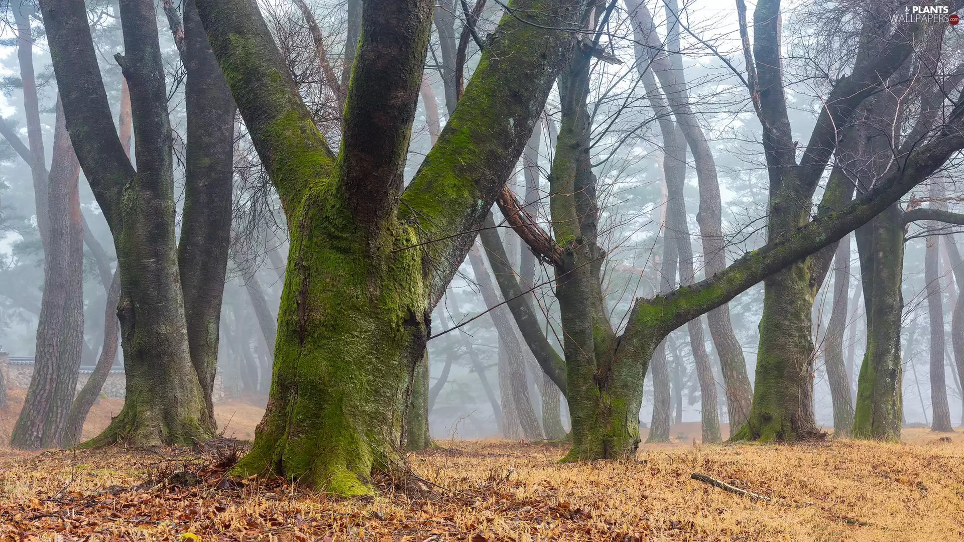 mossy, Fog, trees, viewes, forest