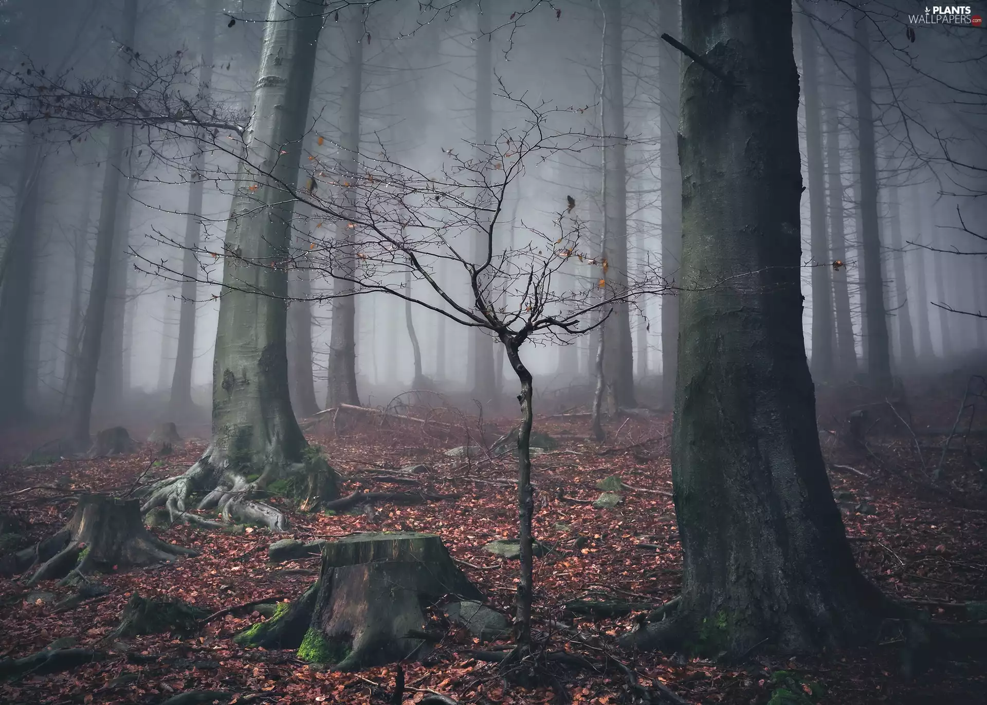 stumps, Fog, trees, viewes, forest