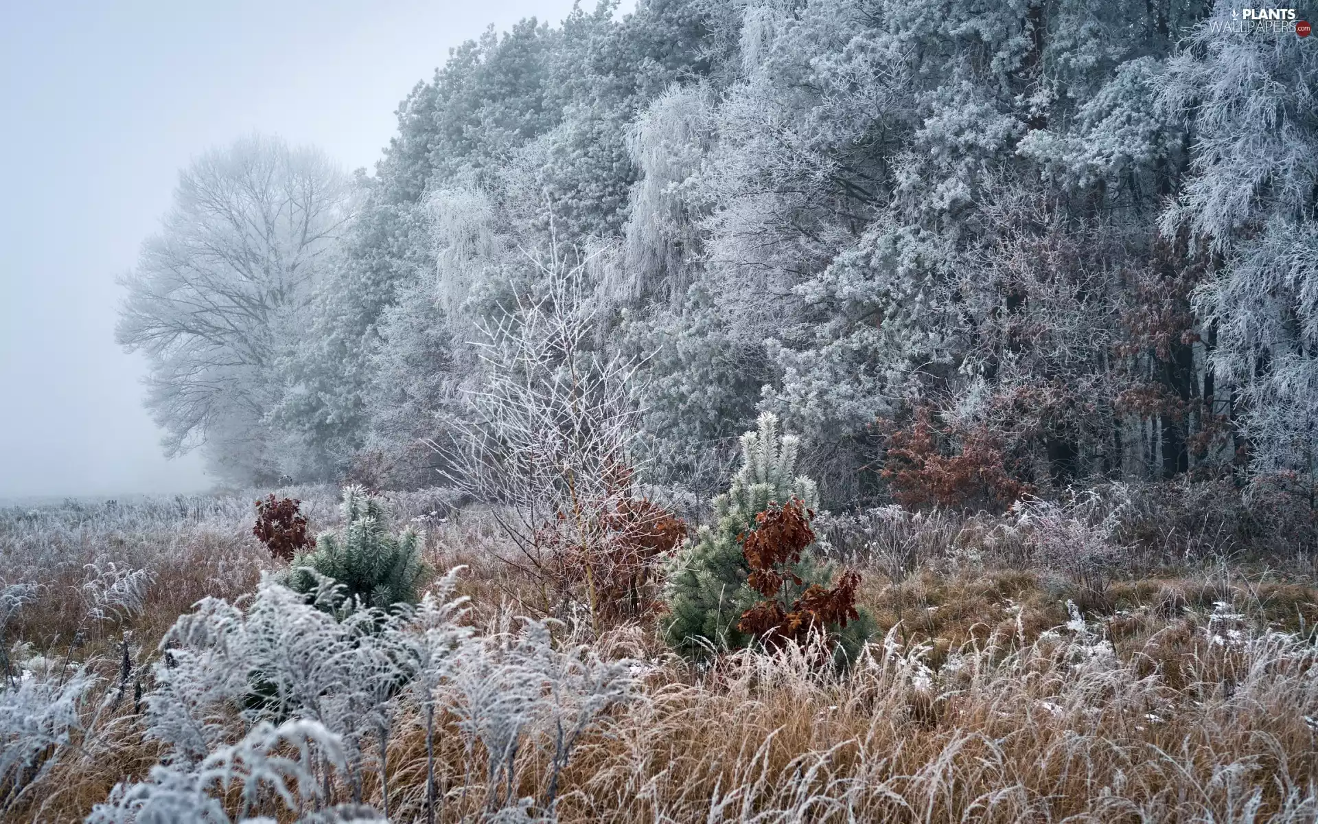 viewes, frosty, grass, Fog, forest, trees