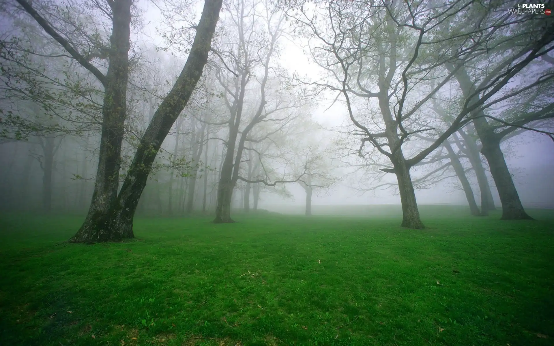 trees, grass, Fog, viewes