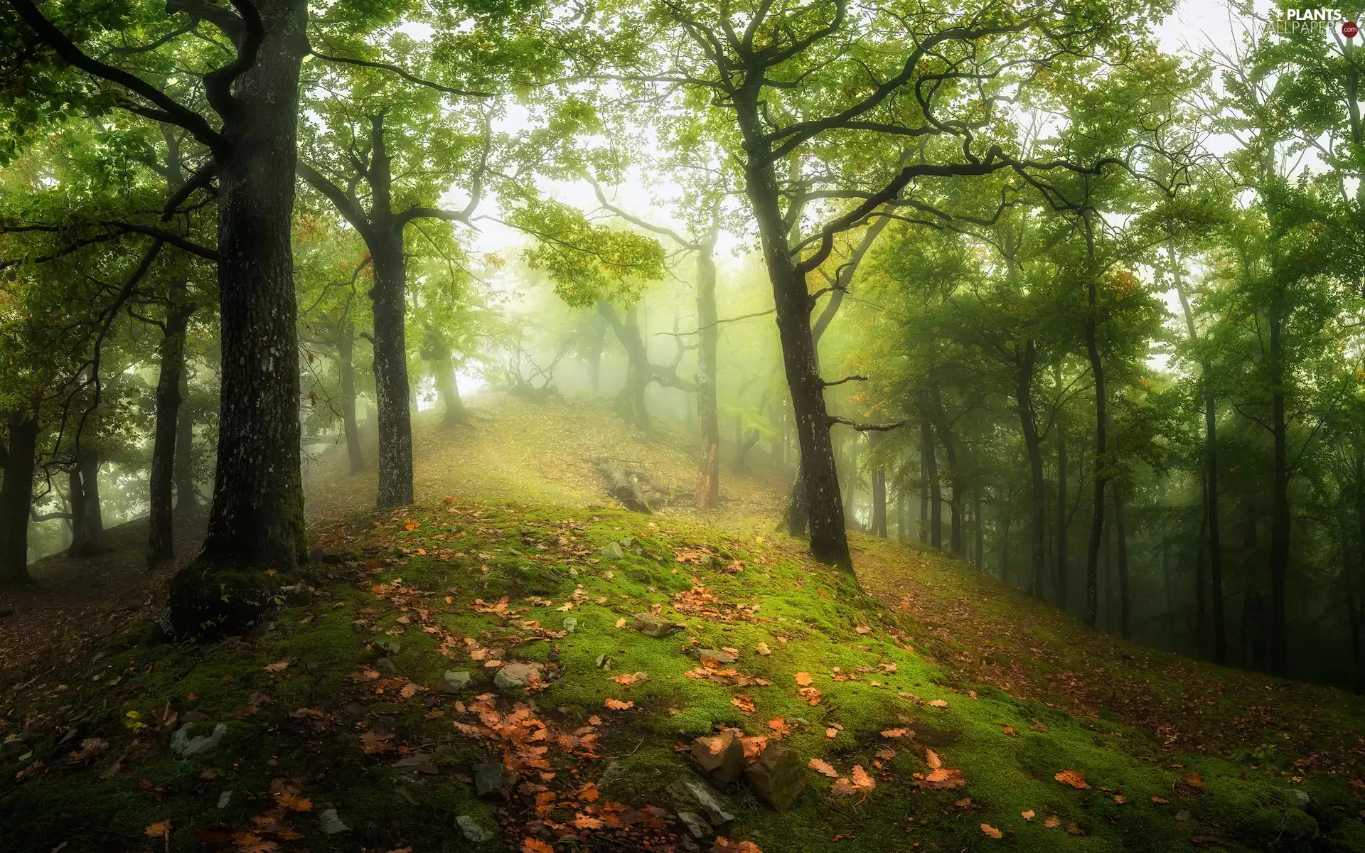 viewes, forest, Leaf, Fog, Moss, trees