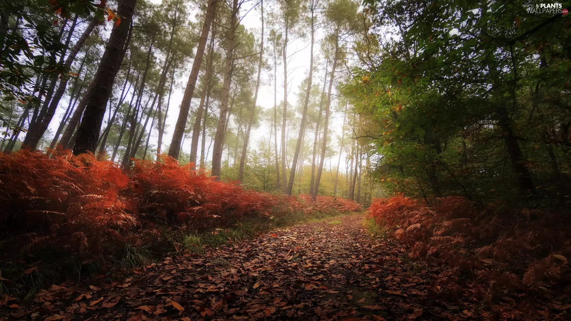 viewes, autumn, Leaf, Fog, Path, trees