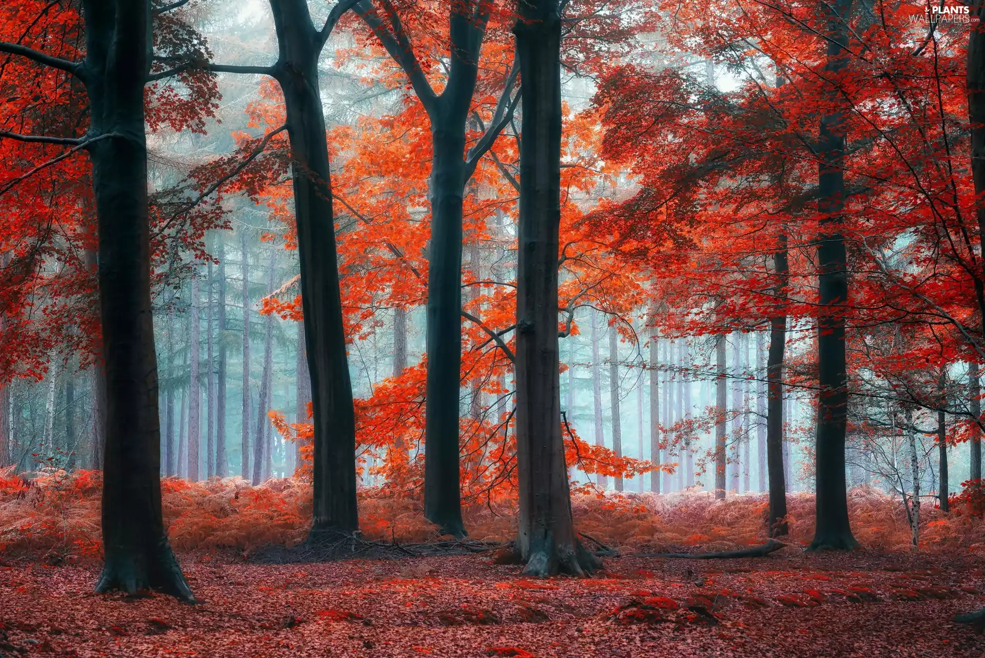 viewes, forest, Leaf, Fog, Red, trees