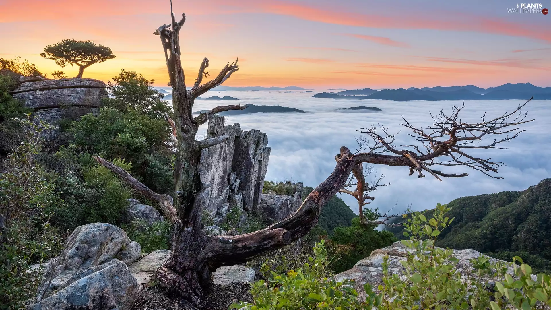 rocks, Mountains, trees, Fog, Sunrise, withered, VEGETATION