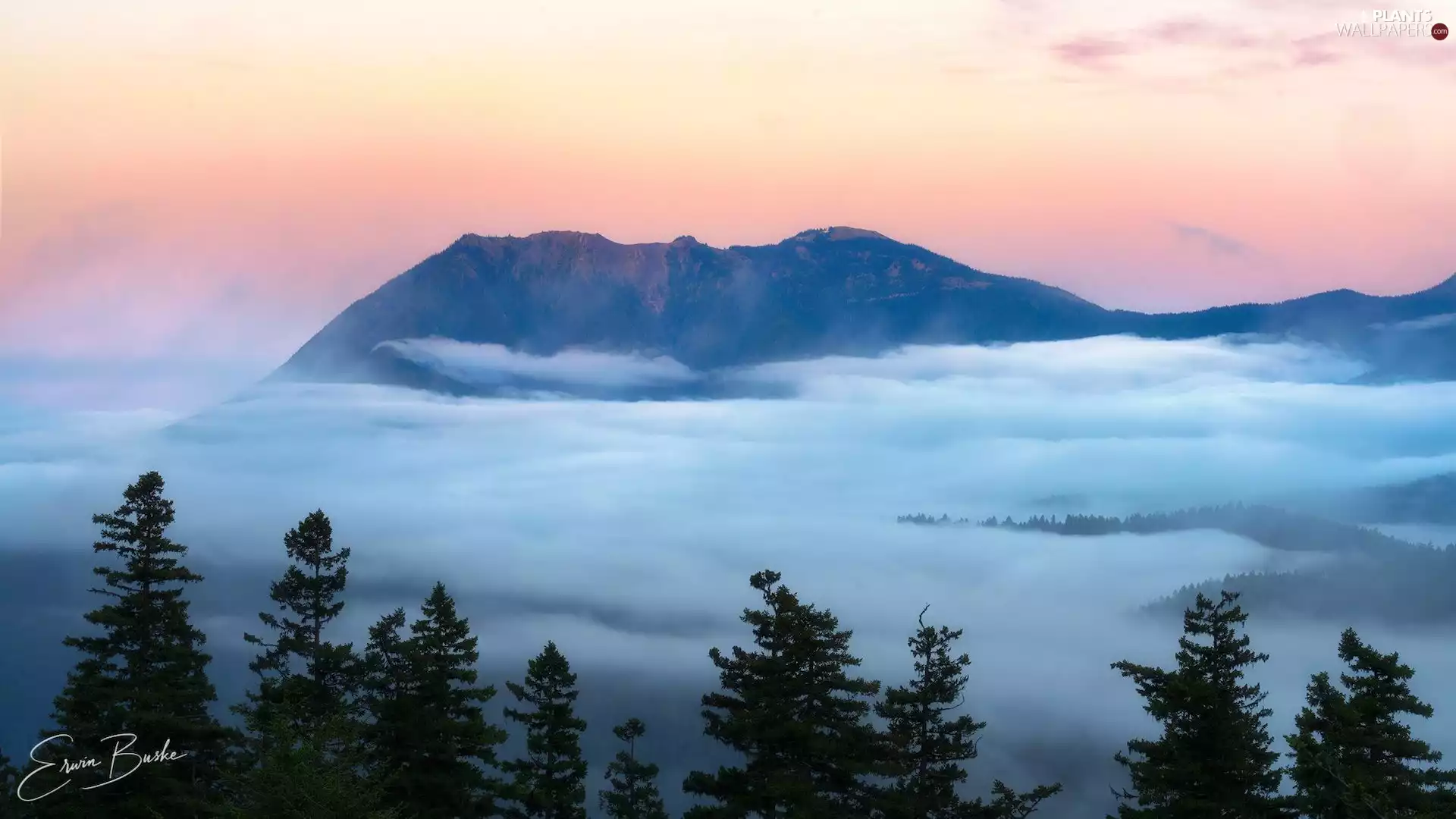 vertices, Fog, trees, viewes, Mountains