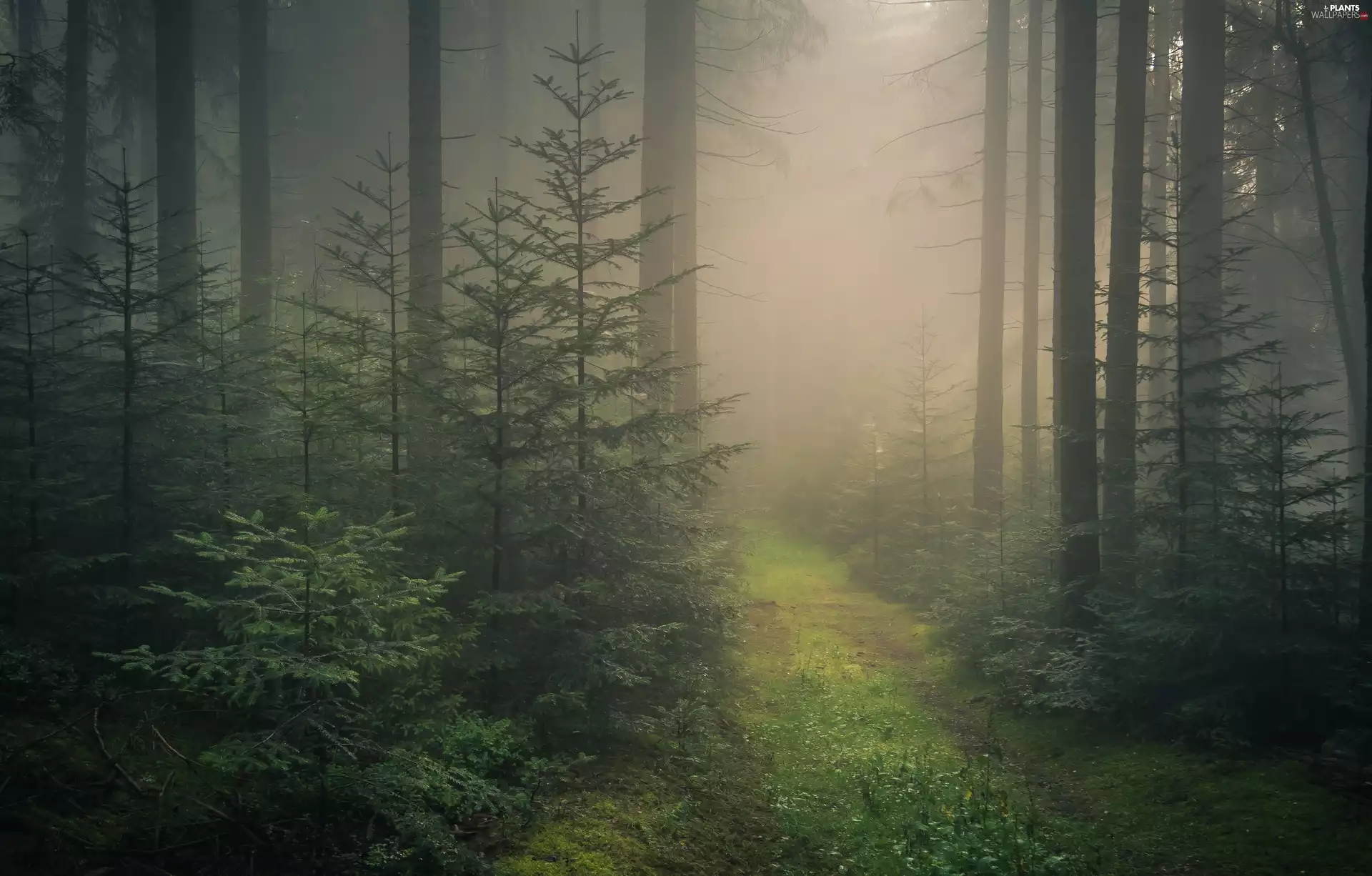 viewes, forest, Path, Fog, Conifers, trees
