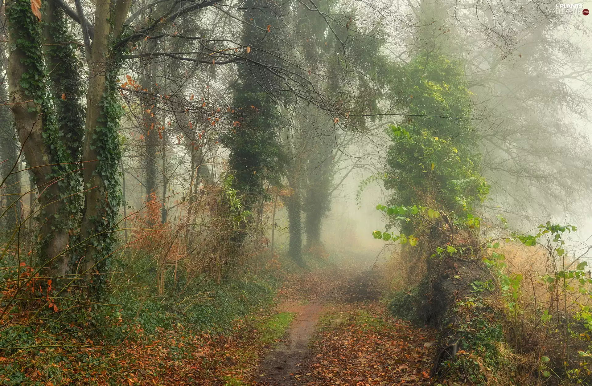 viewes, forest, Path, Fog, Vines, trees