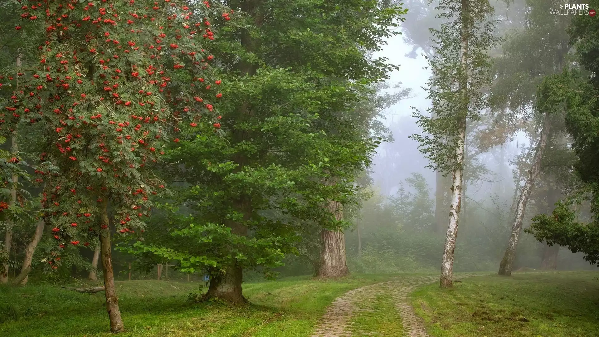viewes, Way, Plant, Fog, birch, trees