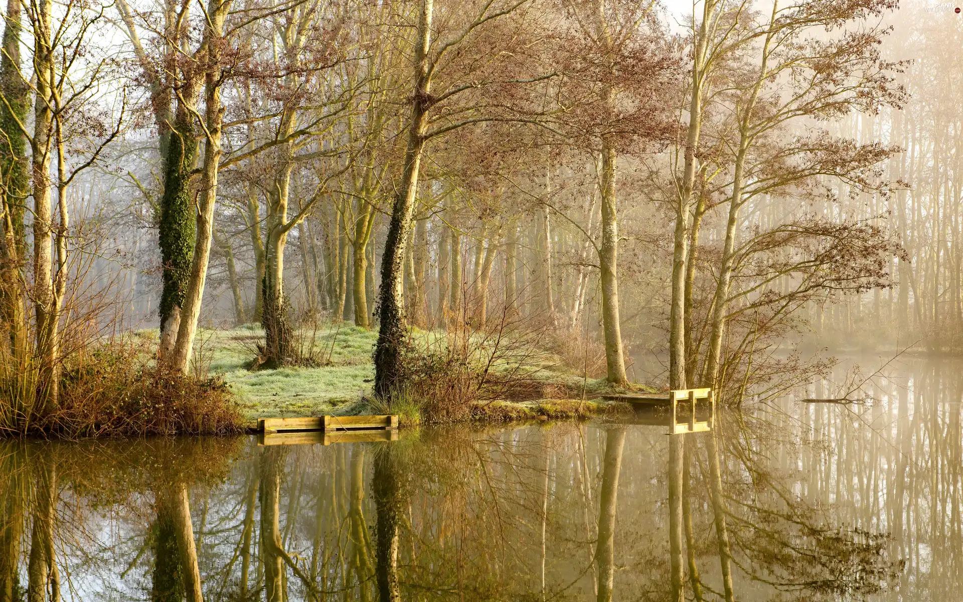 viewes, lake, reflection, Fog, forest, trees