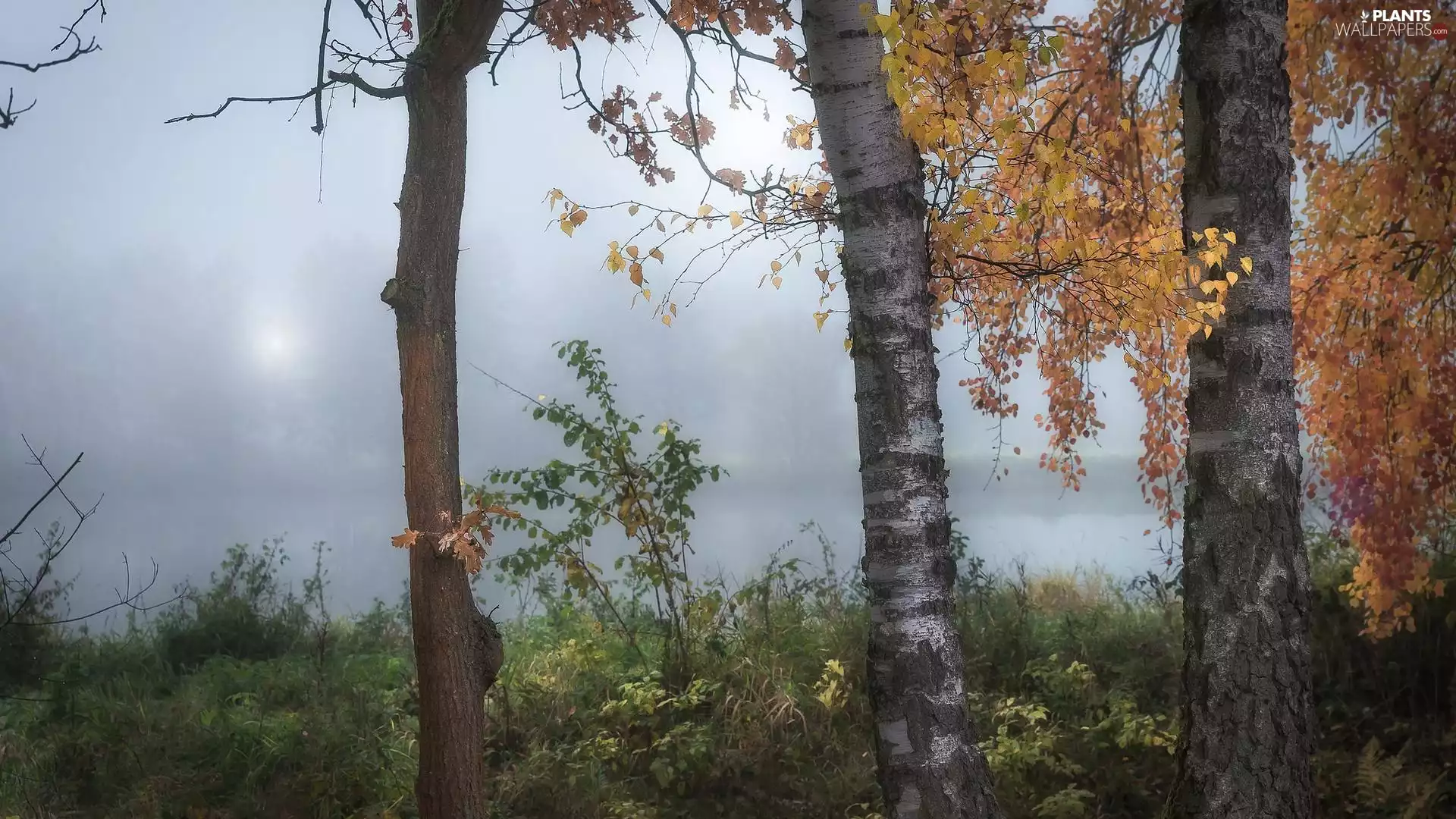 viewes, autumn, River, Fog, birch, trees