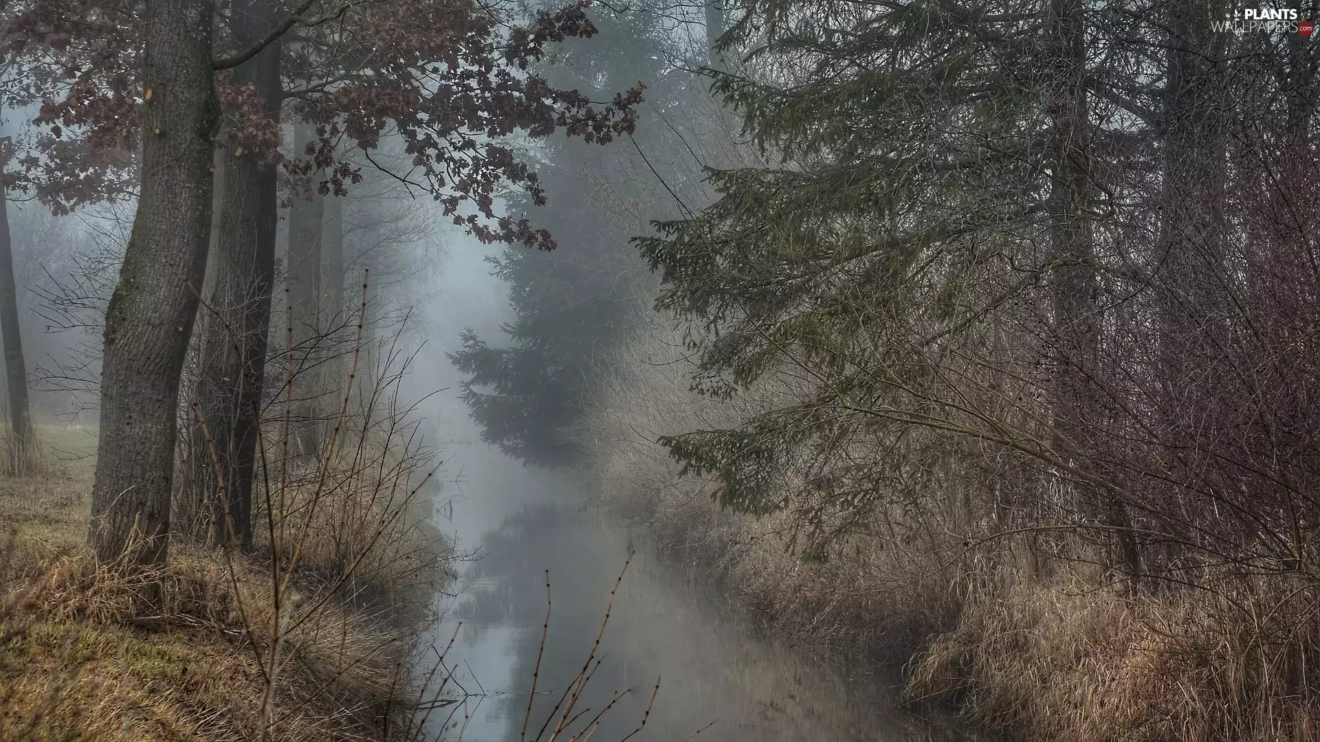 viewes, autumn, River, Fog, grass, trees