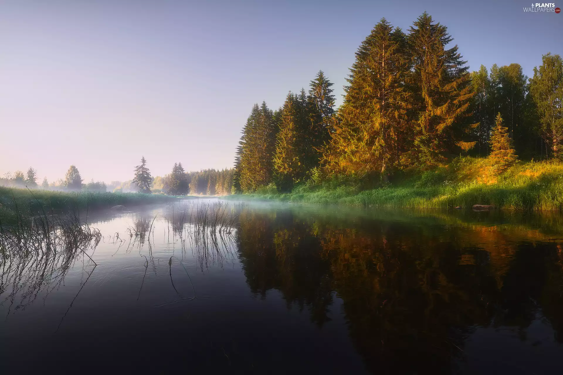 morning, Fog, trees, viewes, River
