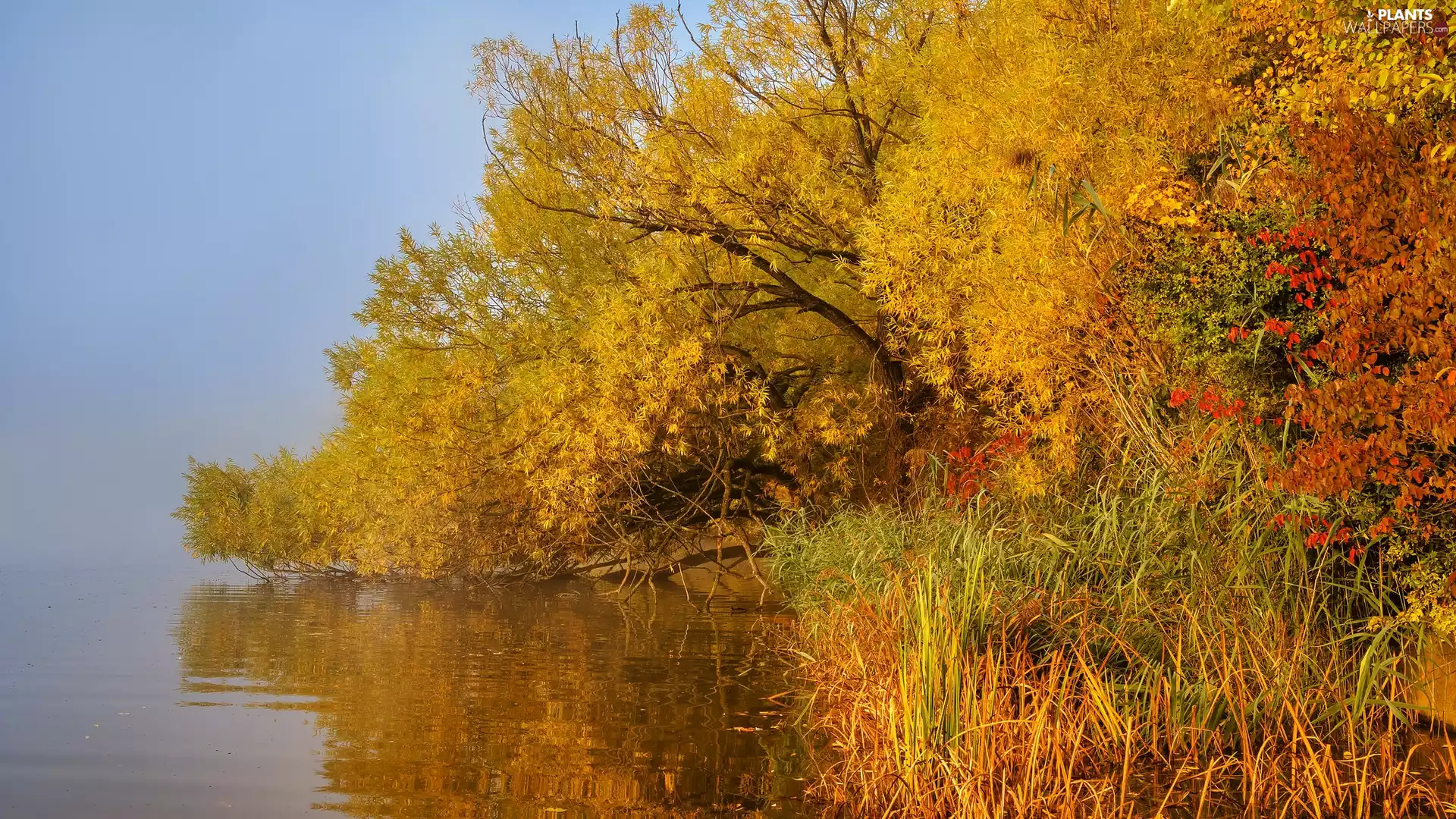viewes, autumn, River, Fog, rushes, trees