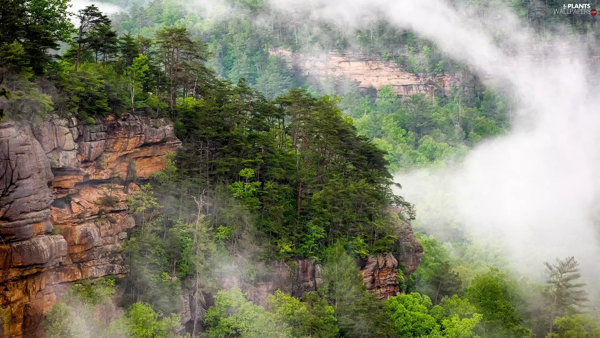 pine, Fog, trees, viewes, rocks