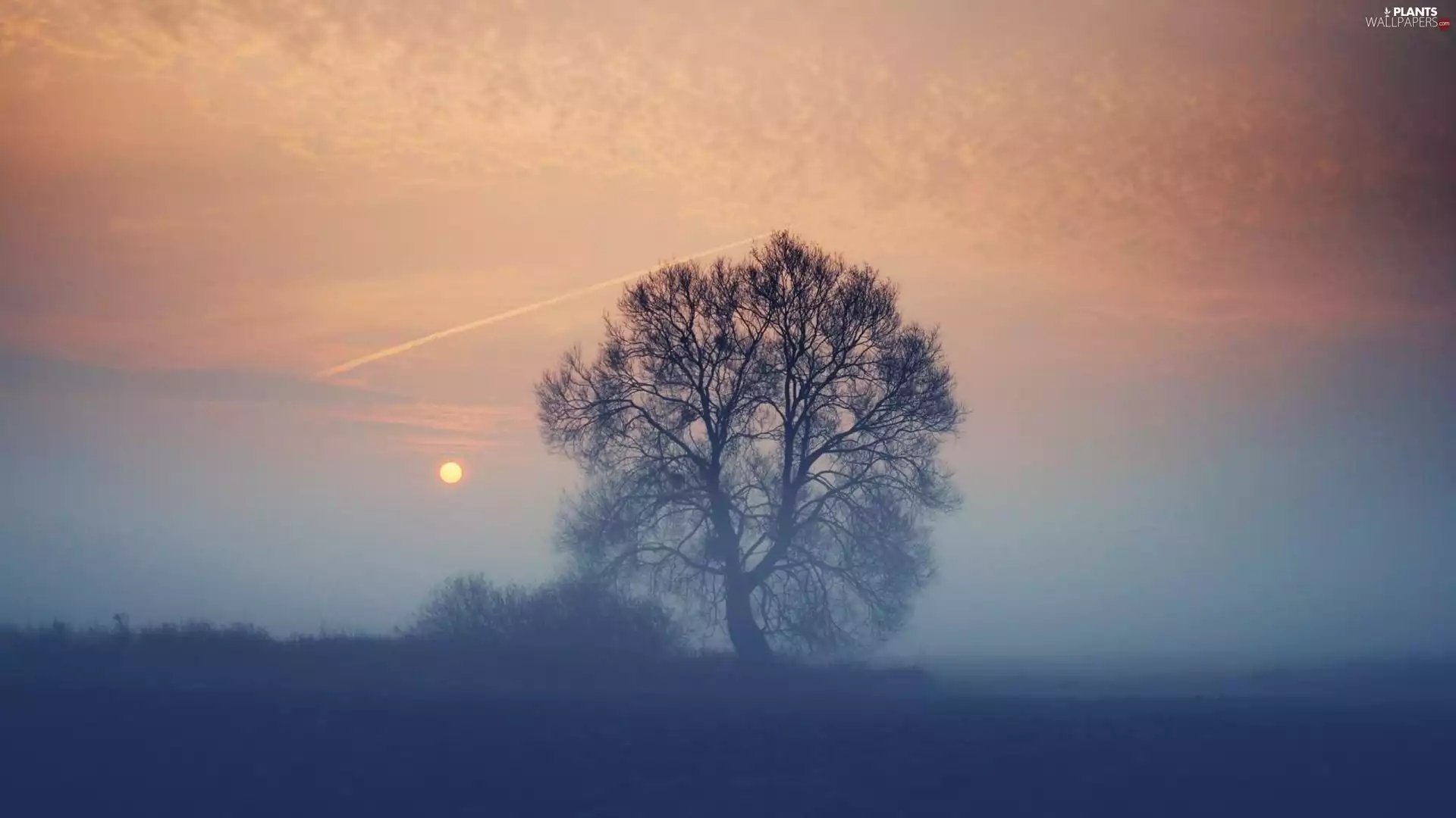 trees, west, sun, Fog