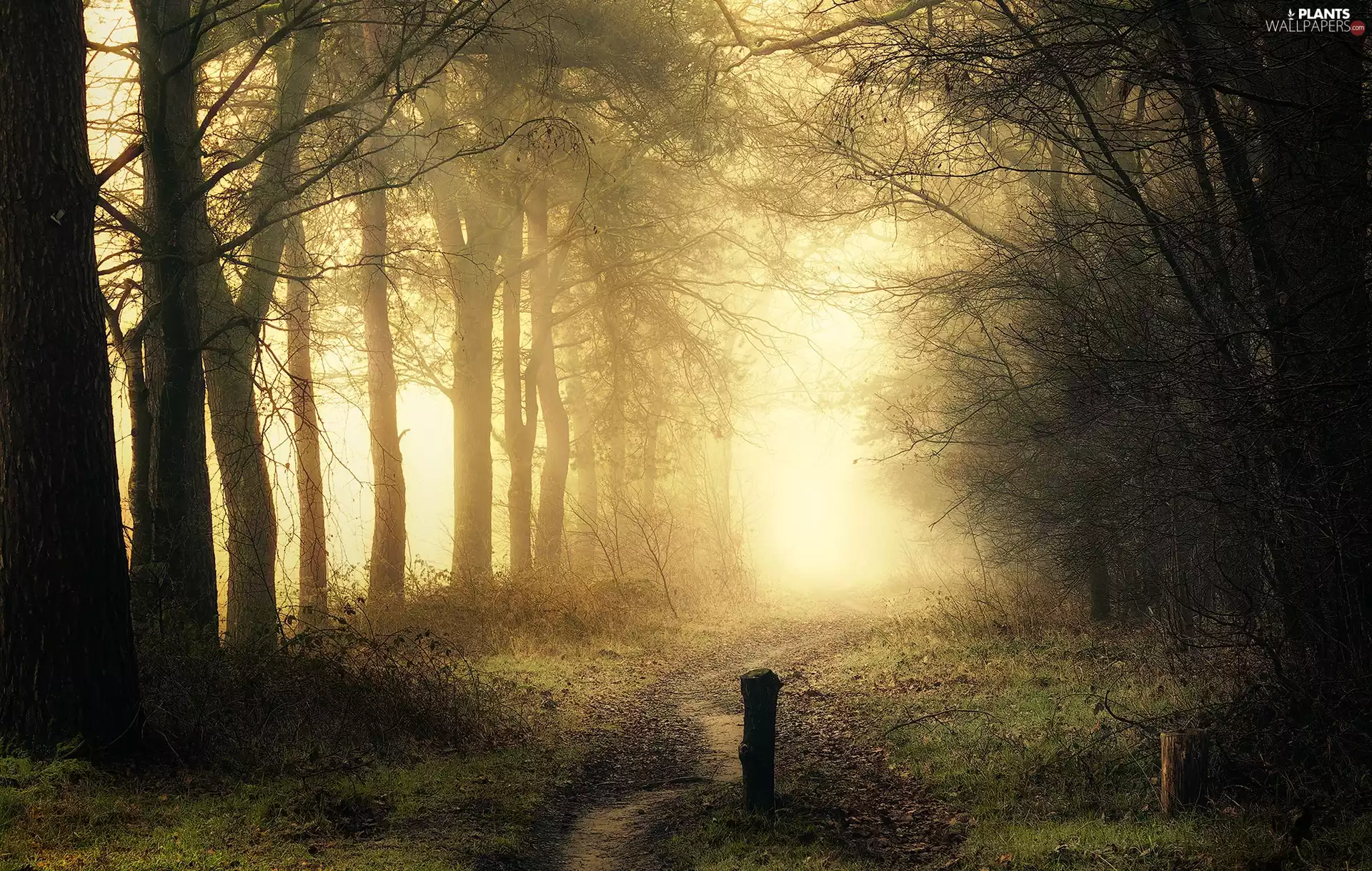 Fog, Way, viewes, light breaking through sky, Park, trees, autumn