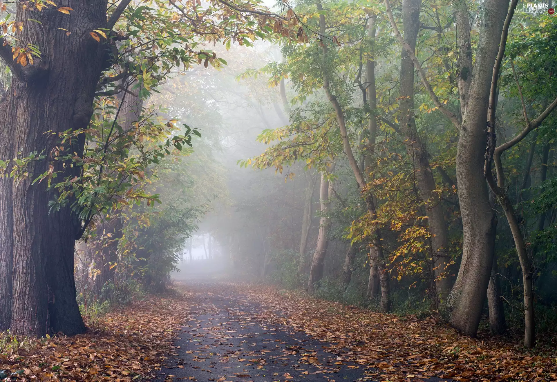 autumn, Fog, trees, viewes, Way
