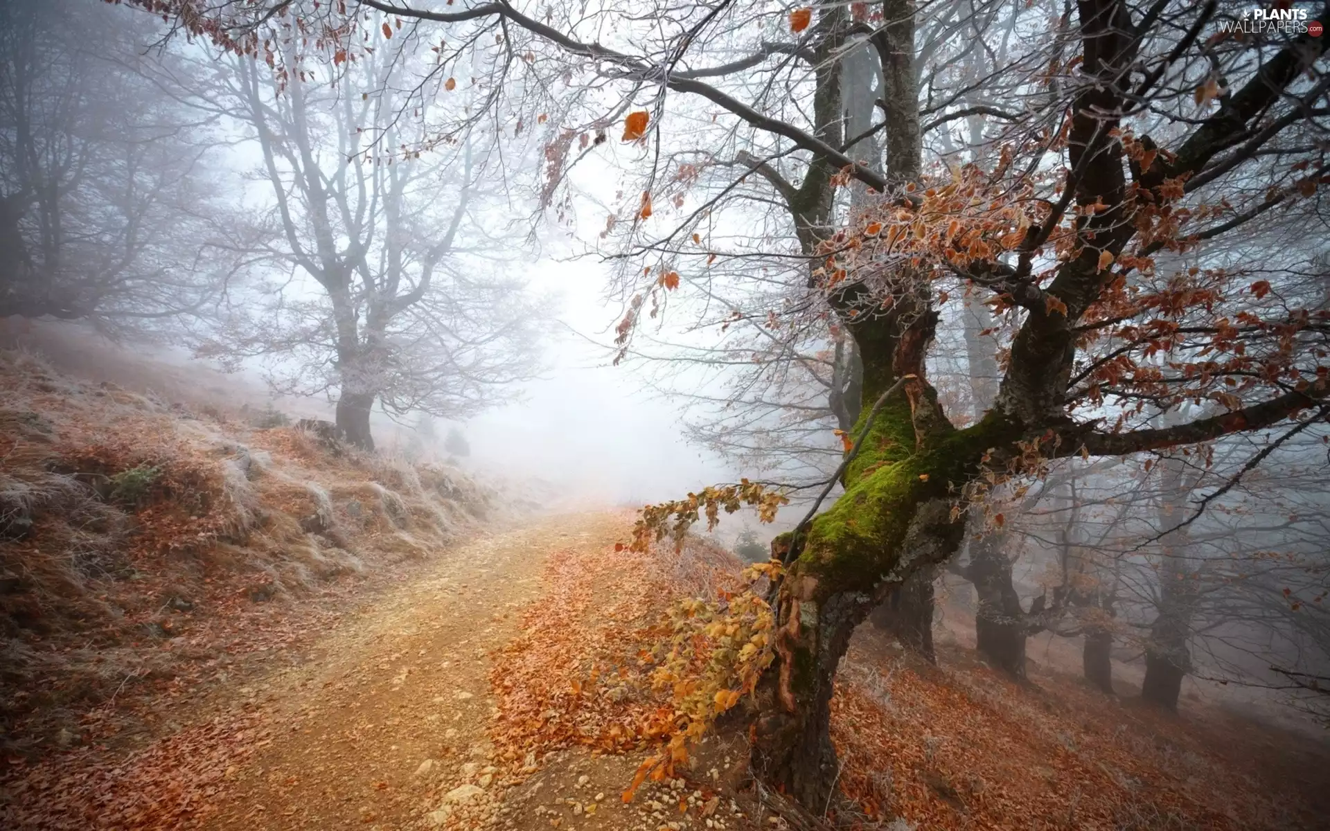 Leaf, Fog, trees, viewes, Way
