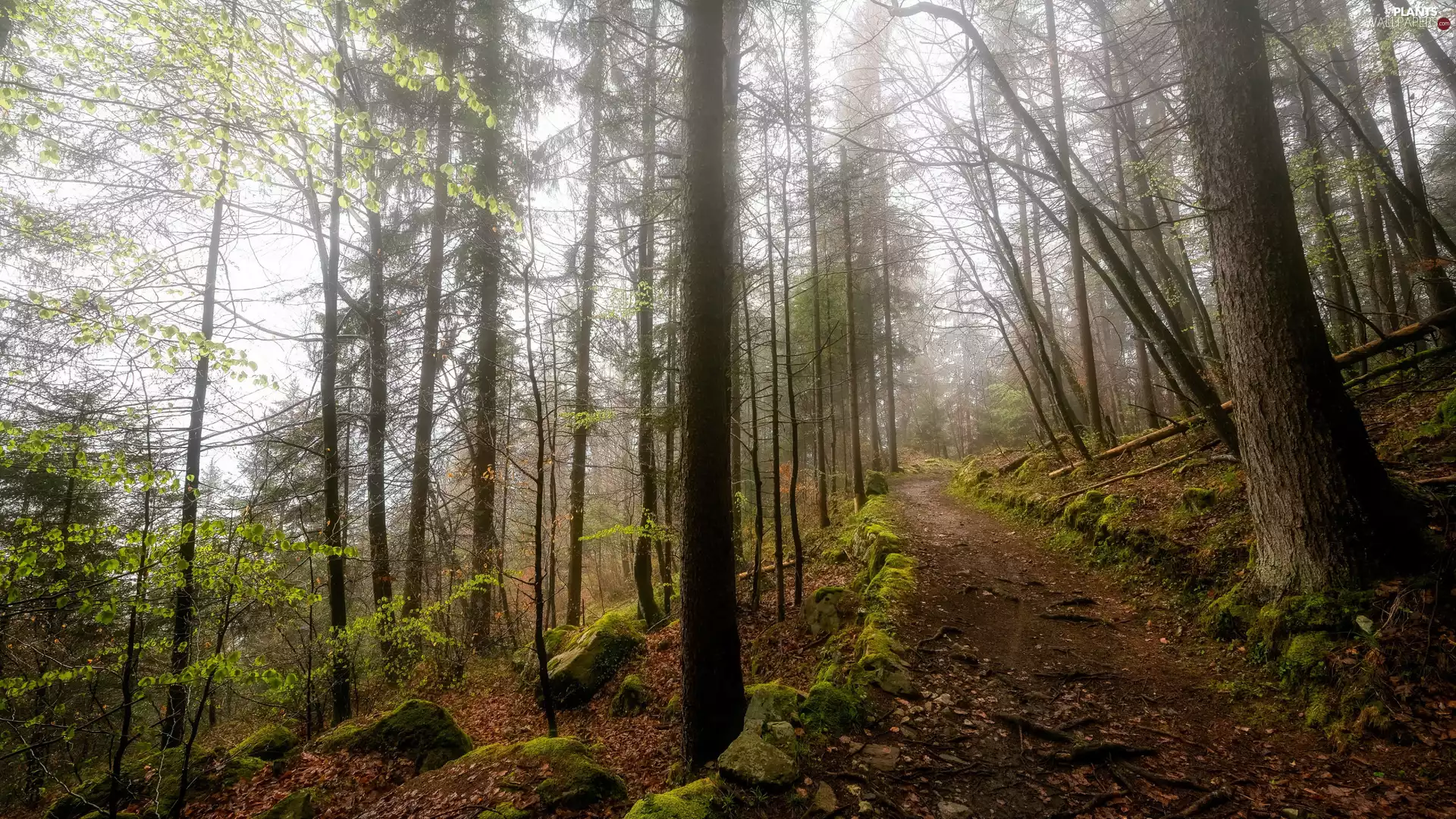 viewes, forest, Way, Fog, Moss, trees