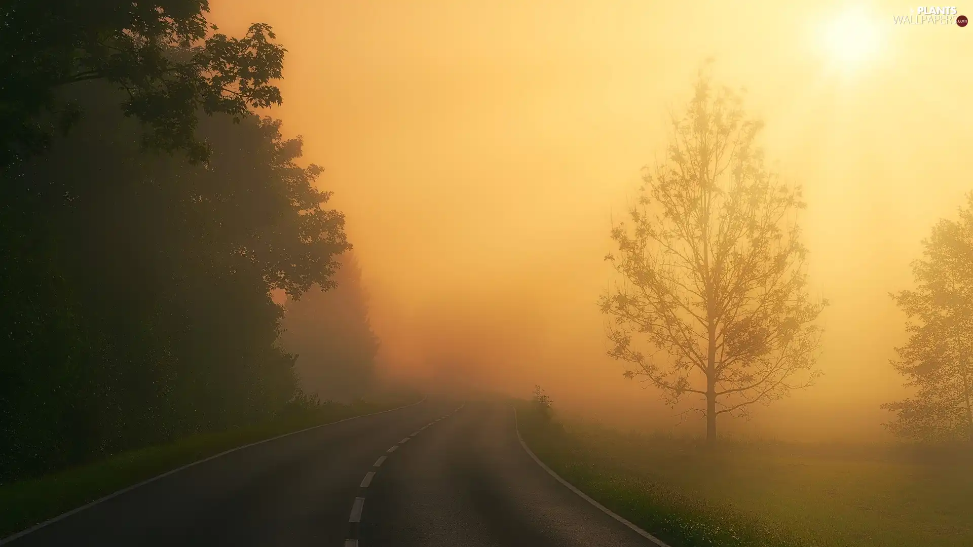 sun, Fog, trees, viewes, Way