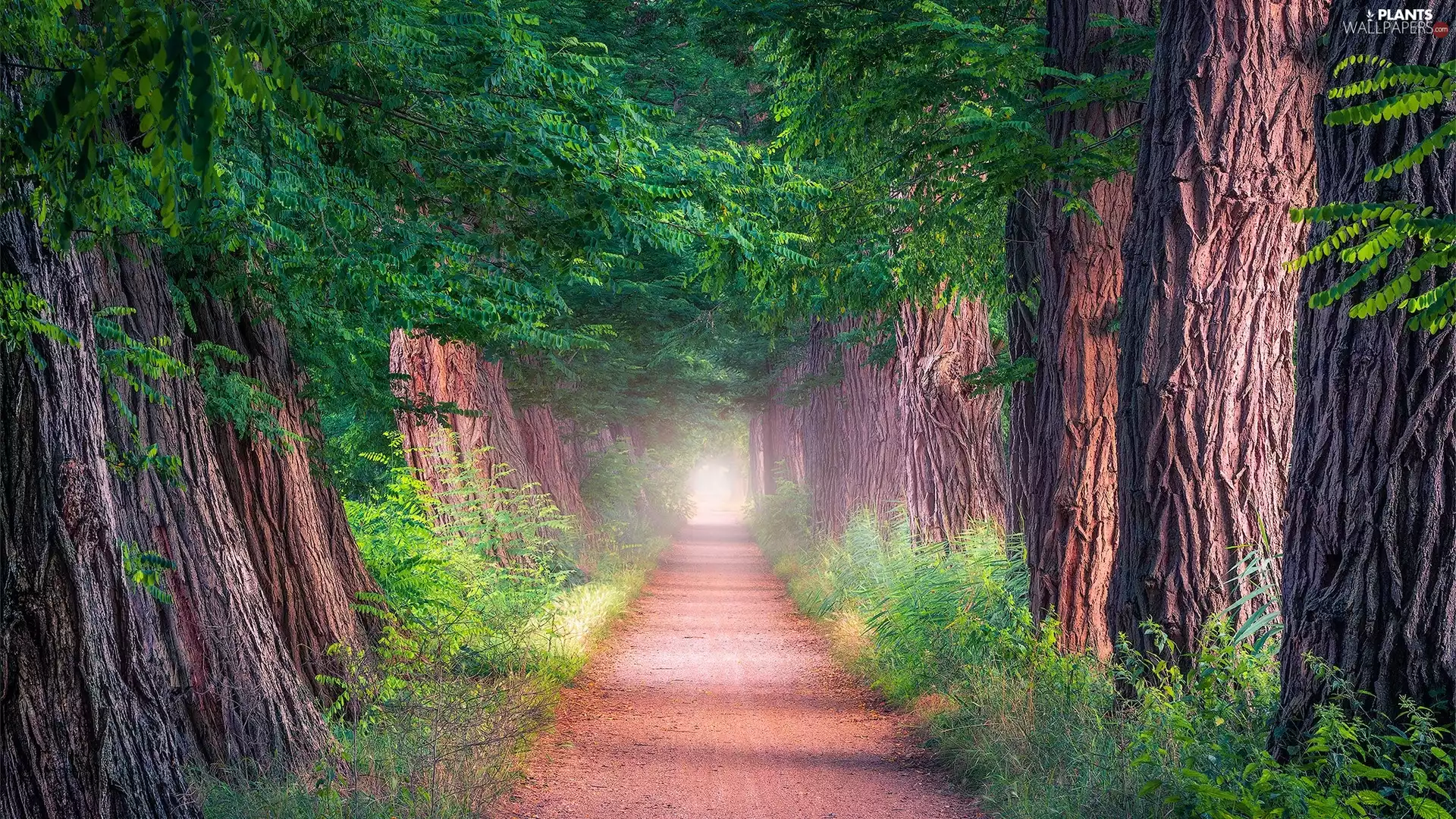 VEGETATION, Fog, trees, viewes, Way