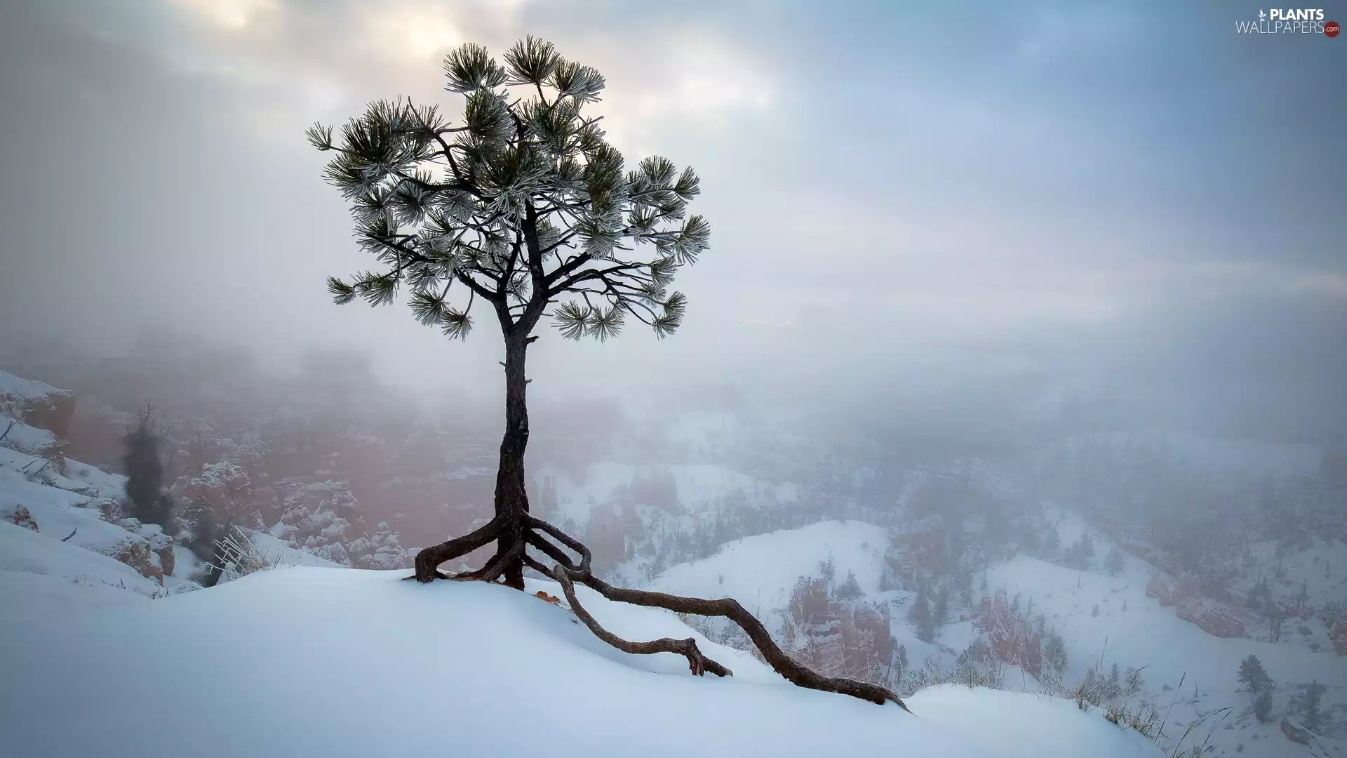 roots, Fog, trees, pine, winter