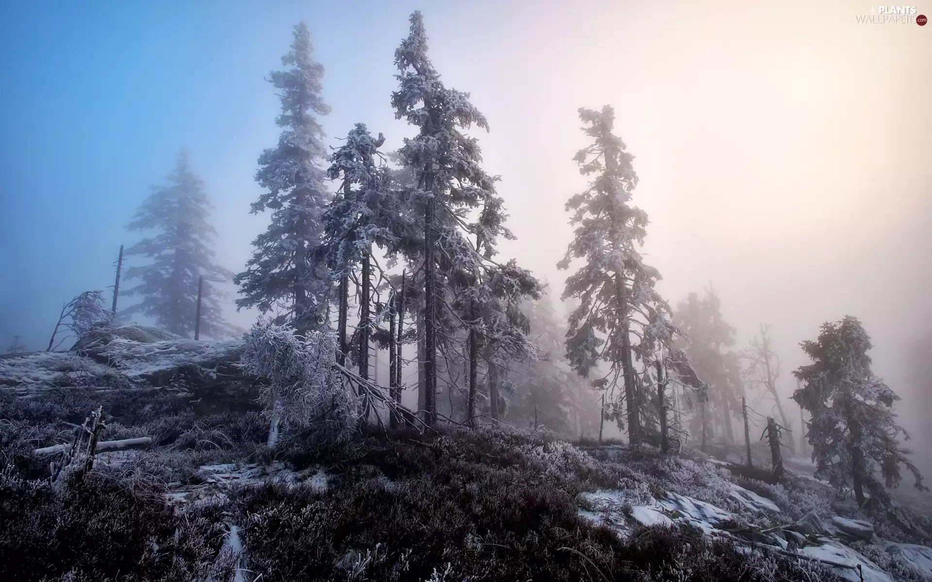 Hill, Fog, trees, viewes, winter