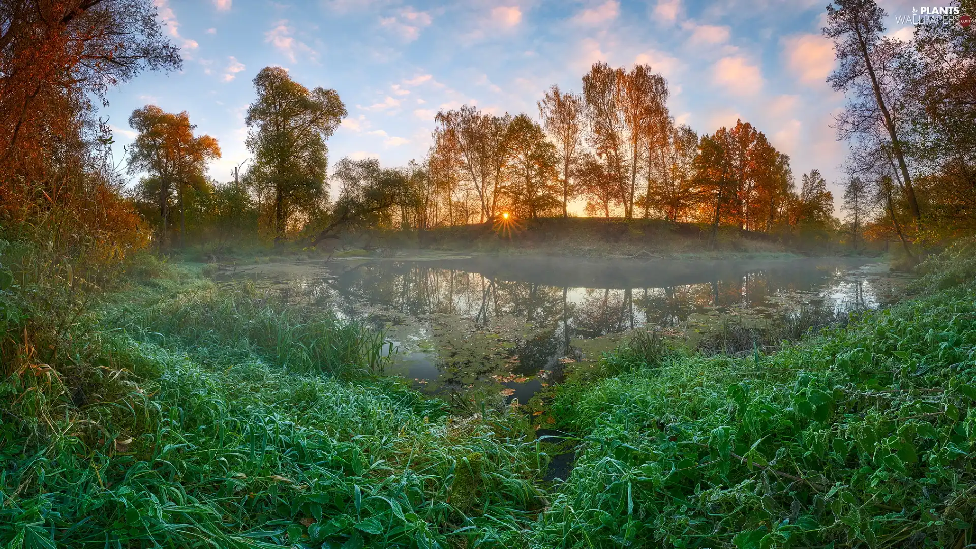 Yellowed, autumn, viewes, Fog, trees, Pond - car