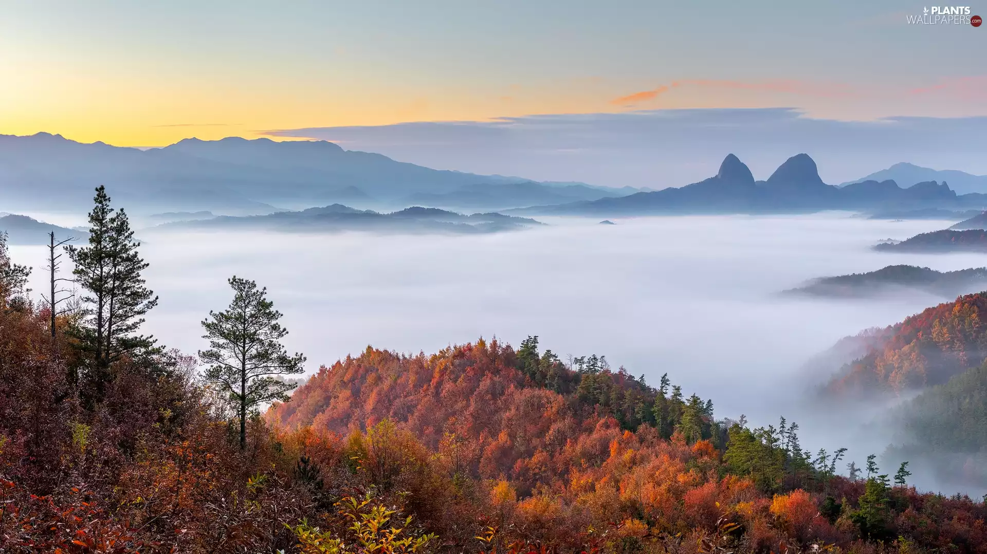 woods, autumn, viewes, Fog, Mountains, trees, VEGETATION