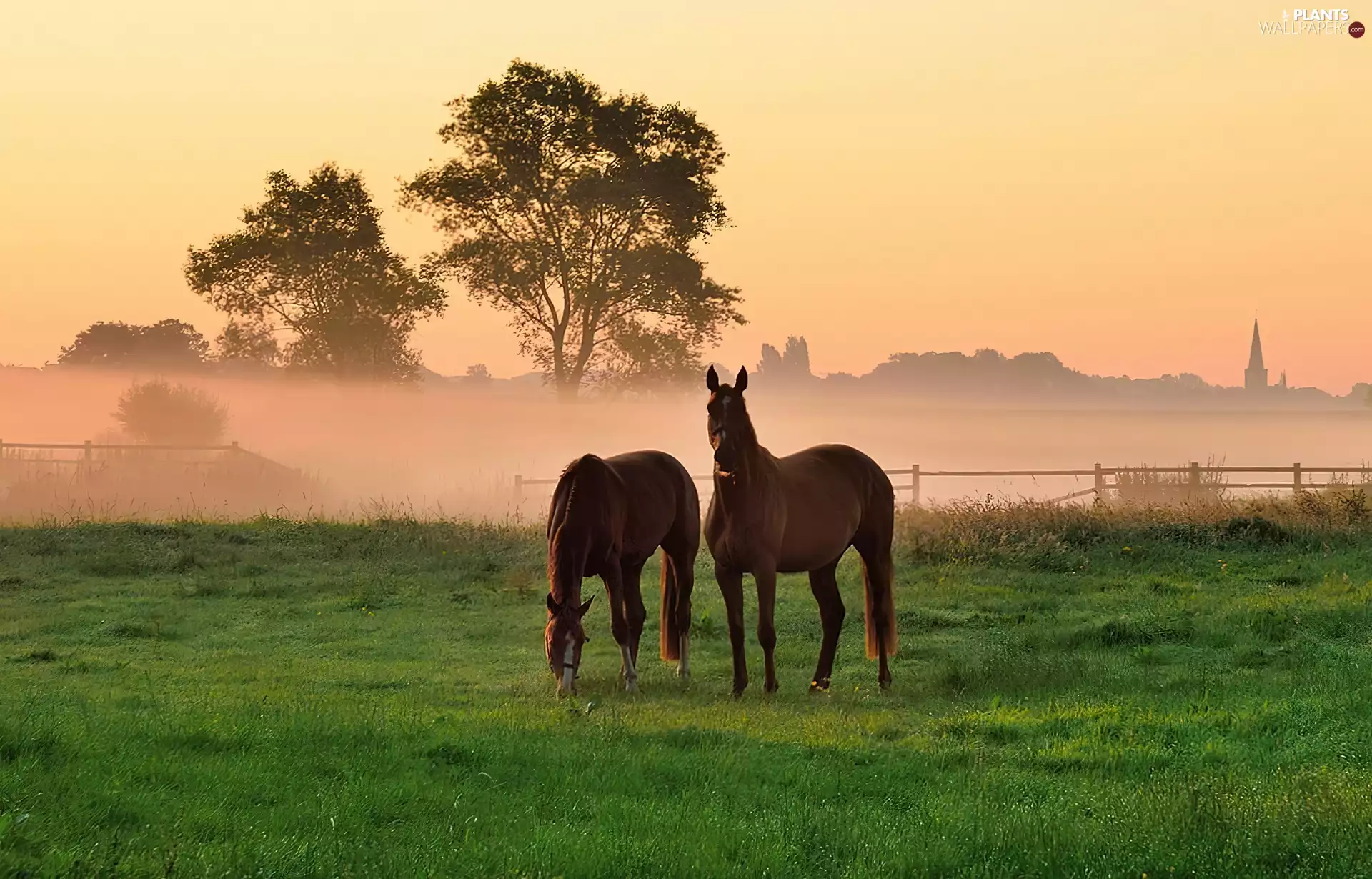 grass, bloodstock, viewes, Meadow, Two cars, trees, Fog