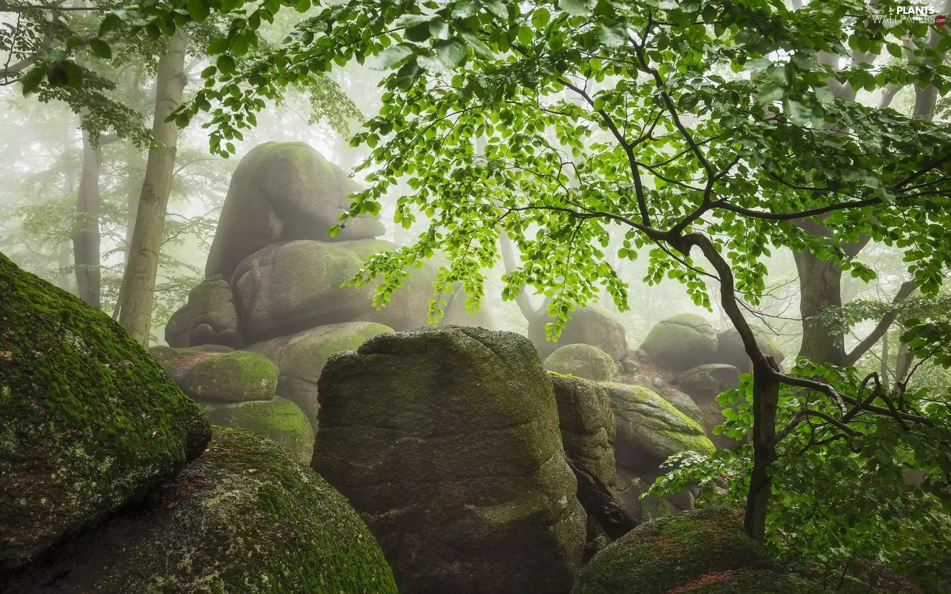 mossy, trees, boulders, Fog, rocks, viewes